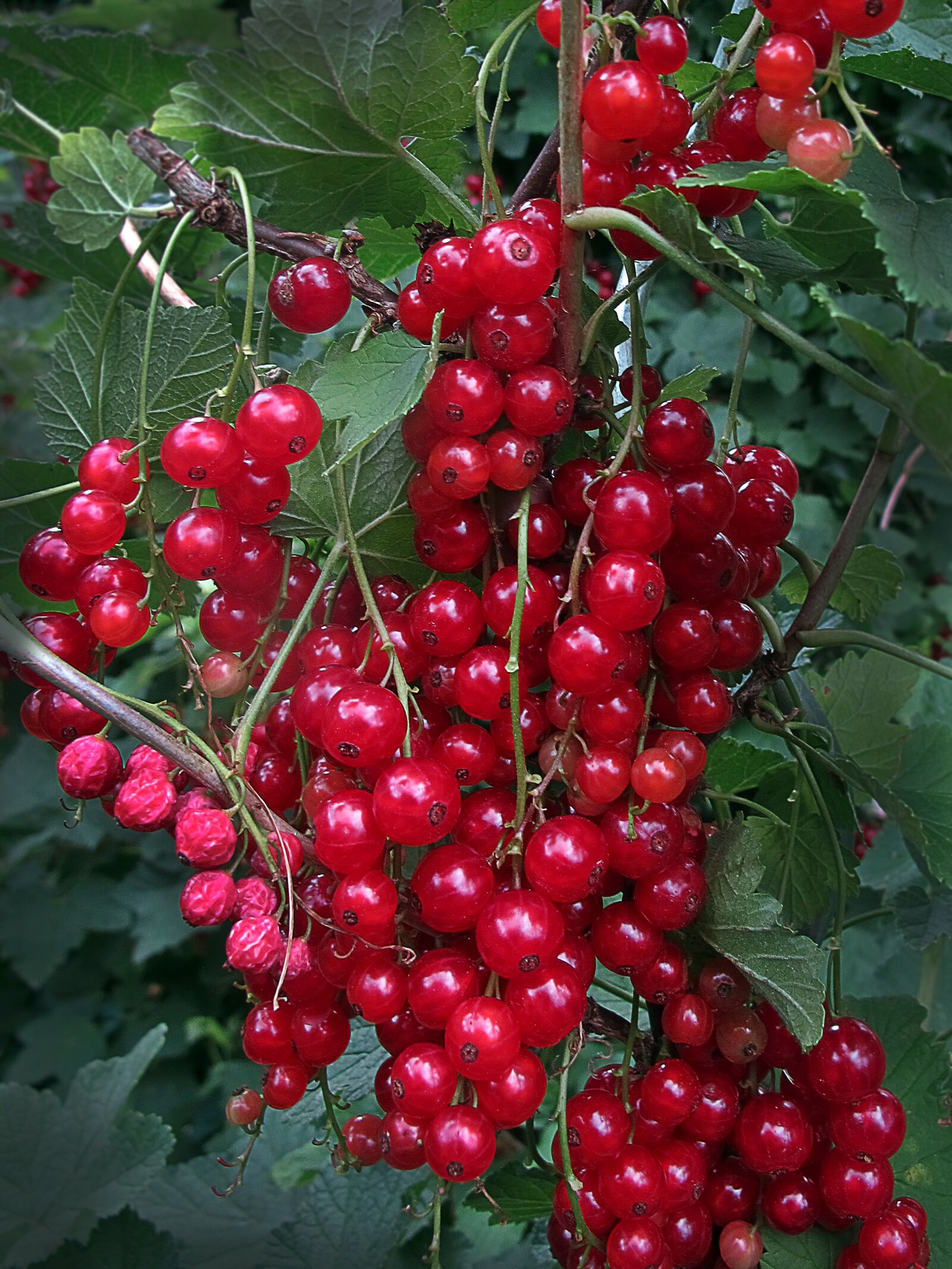 Canon PowerShot G12 sample photo. Currants, currant, berries photography