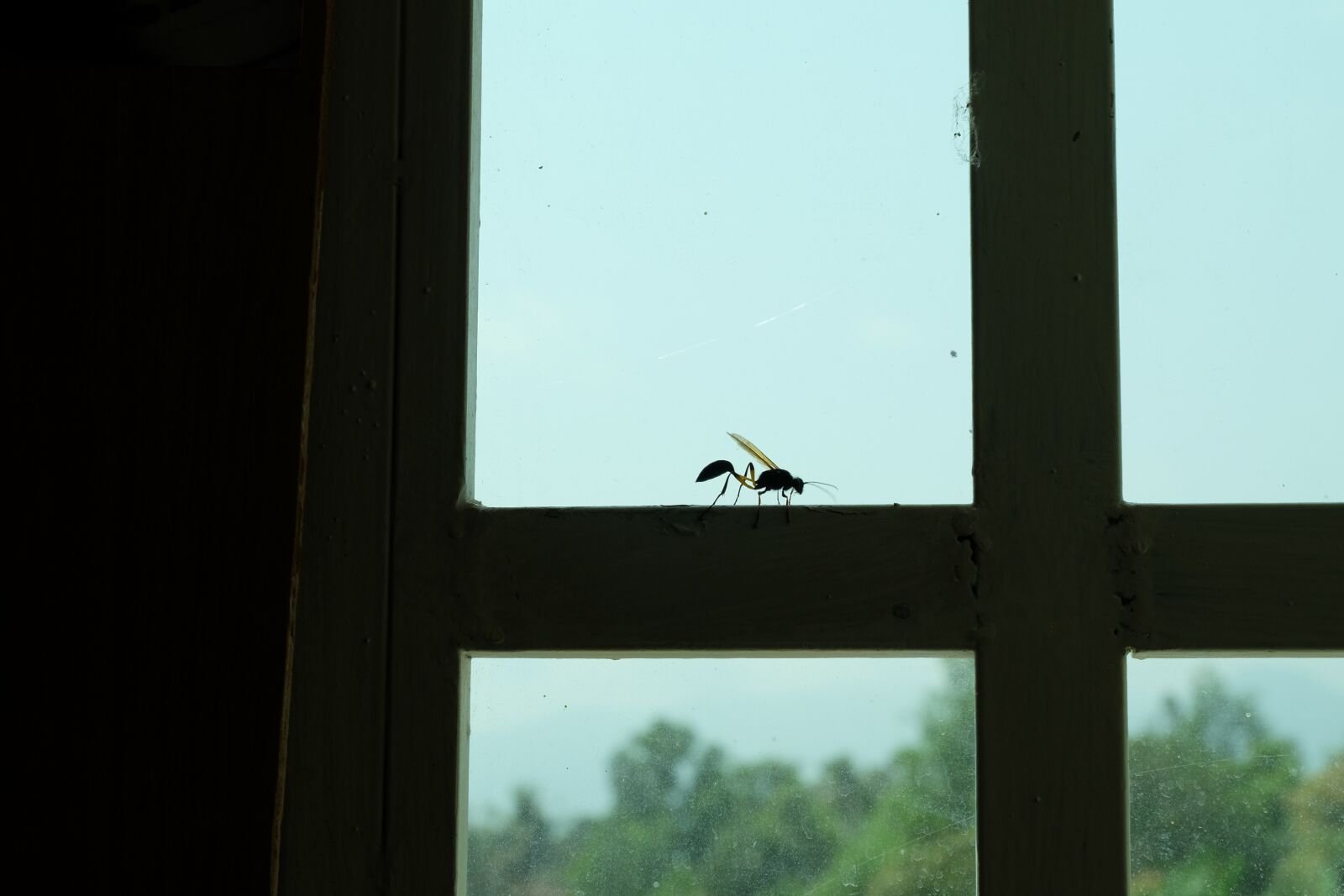 Fujifilm X-M1 sample photo. Insect, macro, bug photography