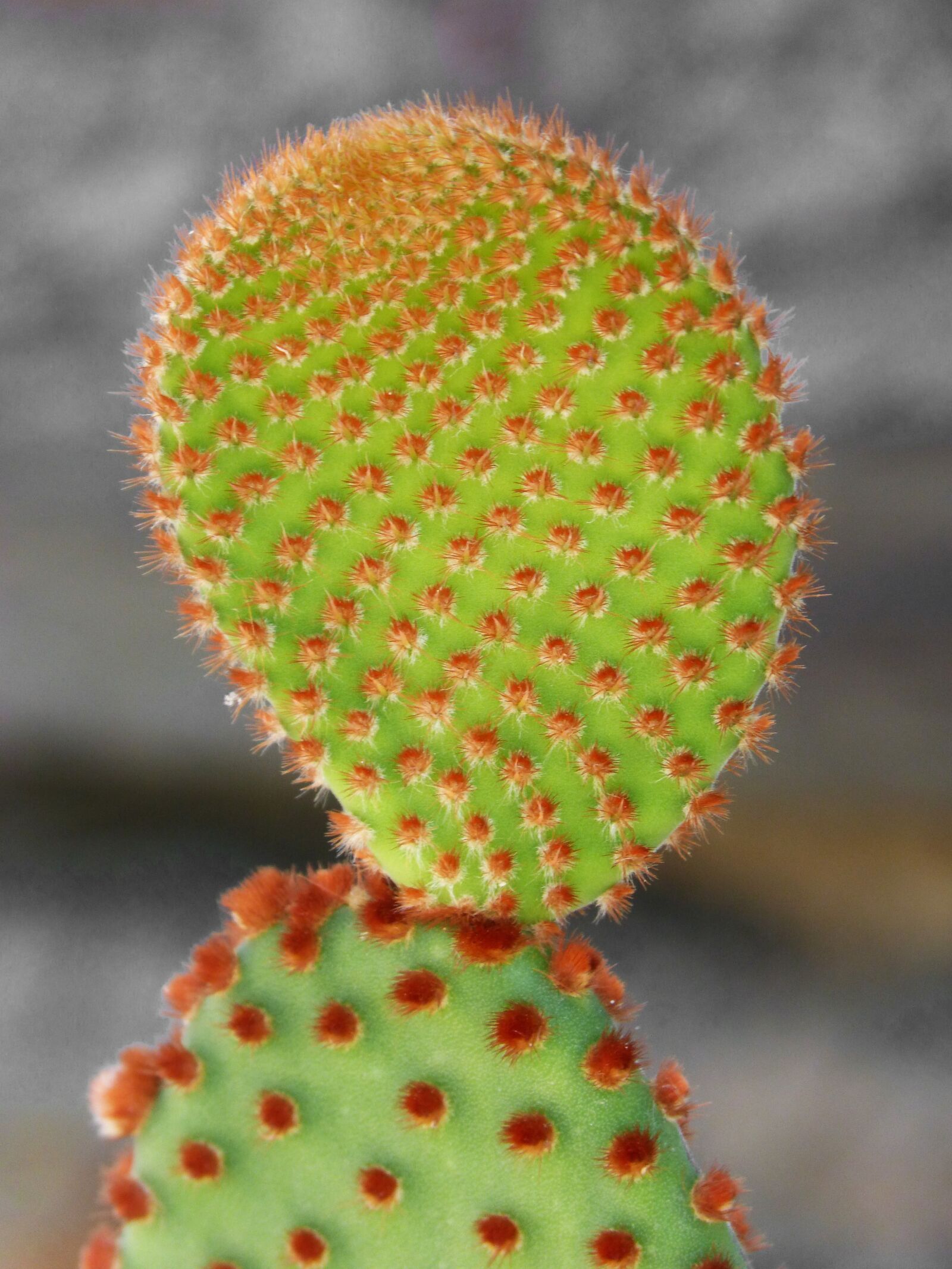 Panasonic DMC-FZ62 sample photo. Cactus, thorns, skewers photography