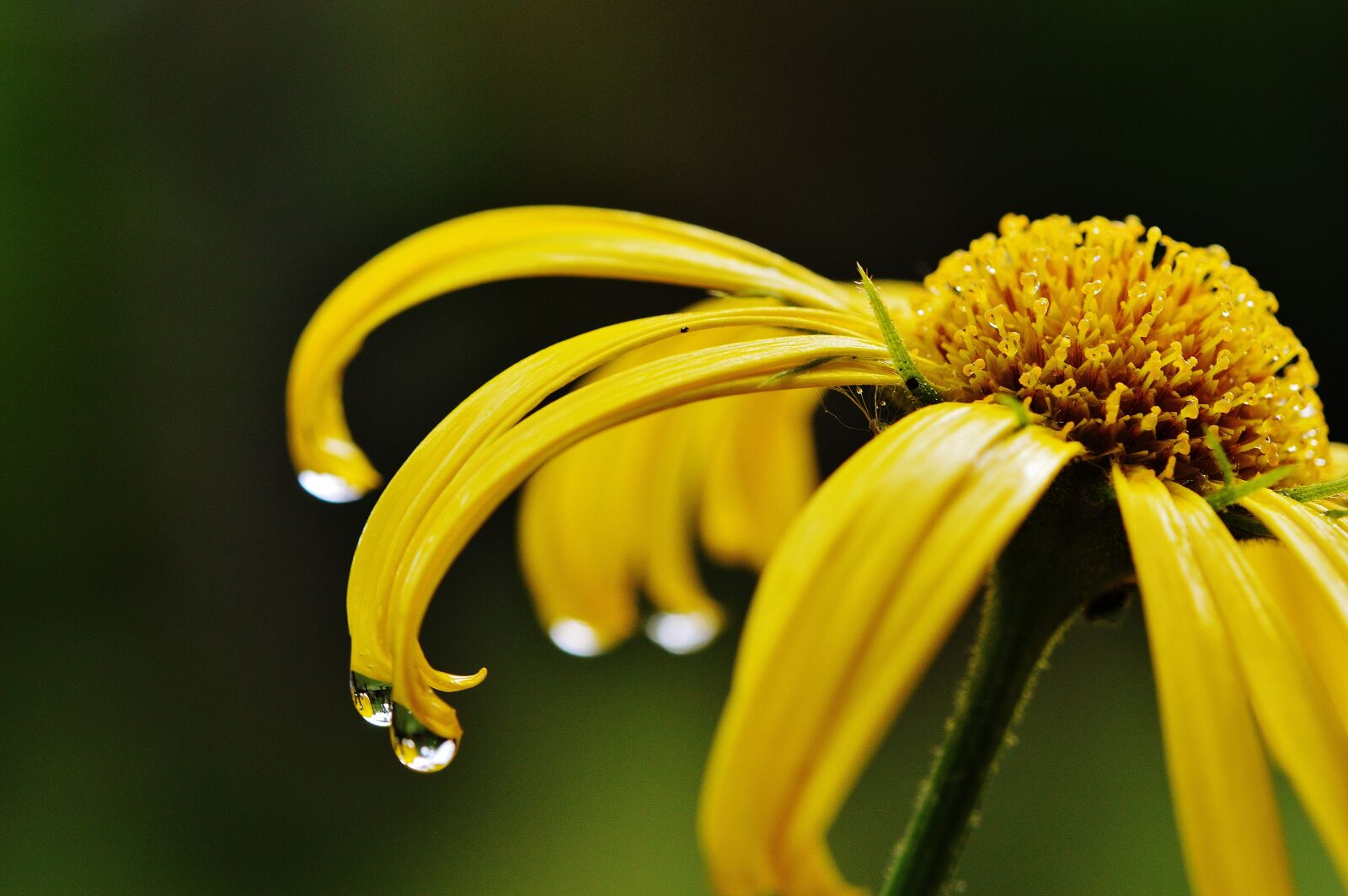 Nikon D3200 sample photo. Flower, yellow, spring photography