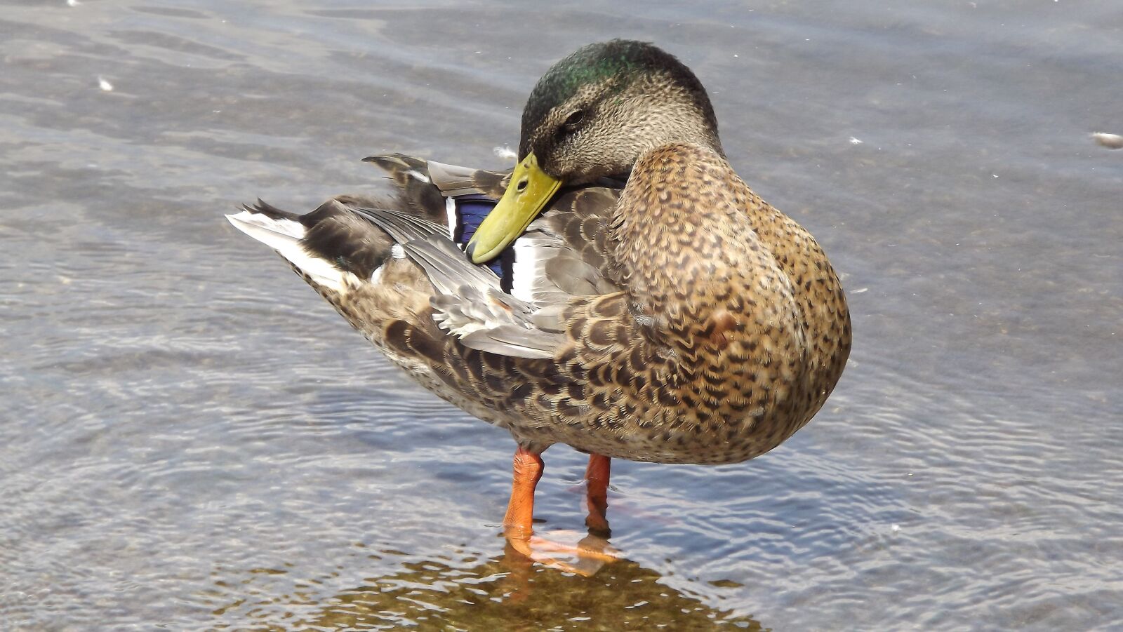 Fujifilm FinePix S3400 sample photo. Bird, wild birds, mallard photography