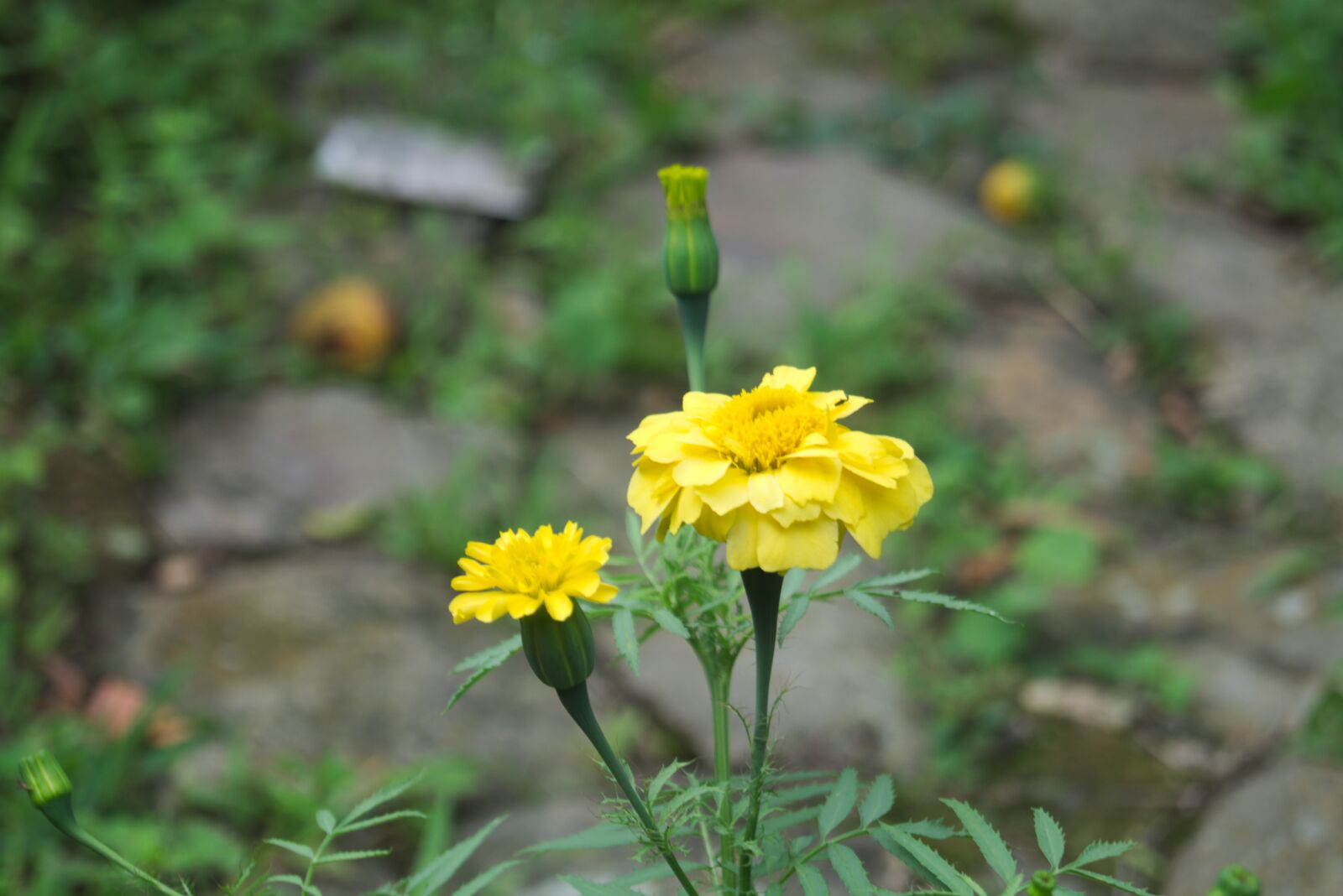 Sony DT 18-55mm F3.5-5.6 SAM II sample photo. Yellow, nature, flowers photography