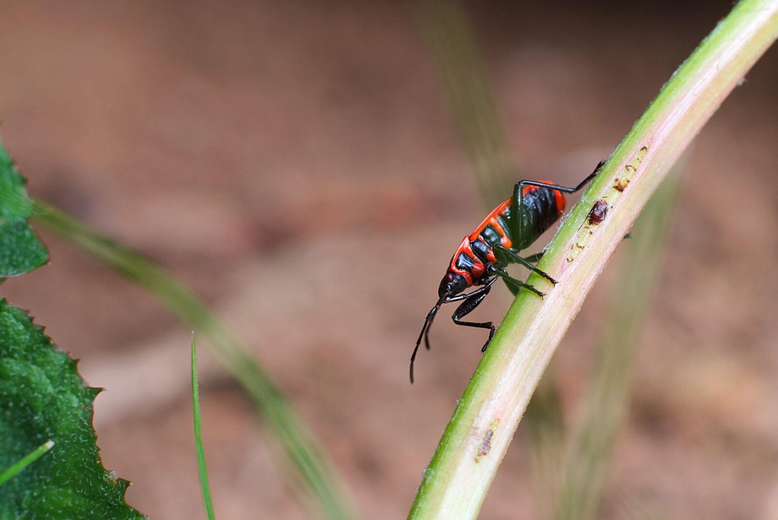 Nikon D3300 sample photo. Fire beetle, beetle, red photography