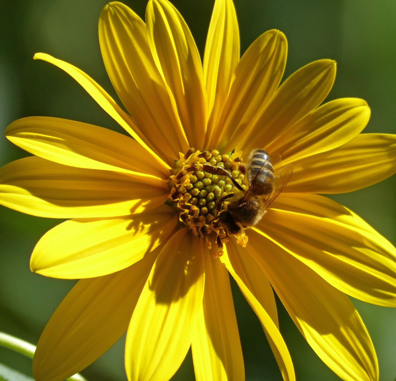 Panasonic DMC-FZ62 sample photo. Flower, yellow flower, daisy photography