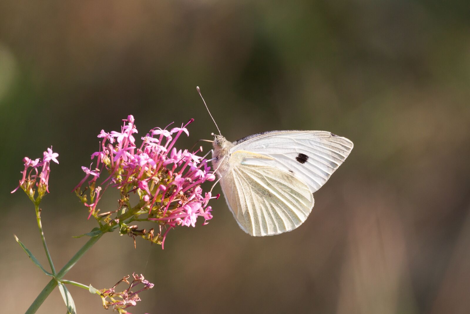 Canon EOS 50D sample photo. White, butterfly, insect photography