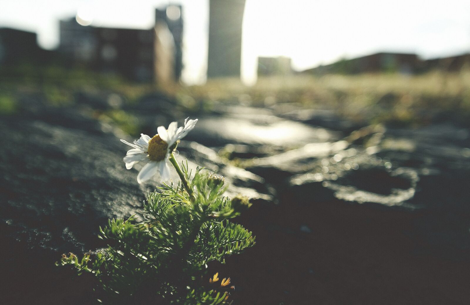 Samsung NX300 sample photo. Bokeh, flowers photography