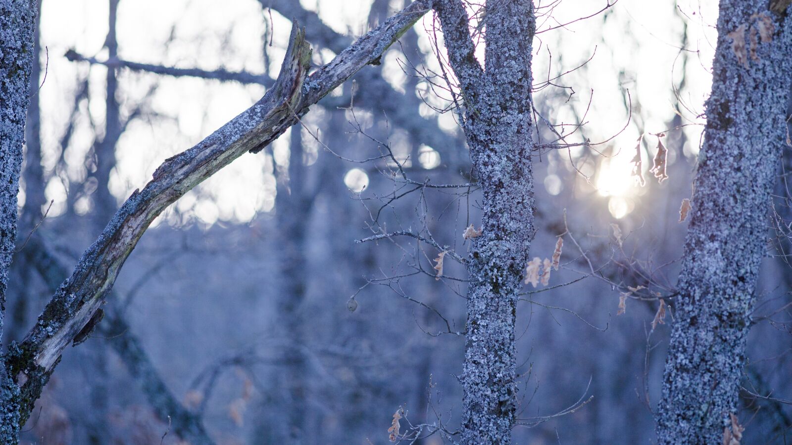 Canon EOS 6D + Canon EF 200mm f/2.8L sample photo. Trees, snow, winter photography