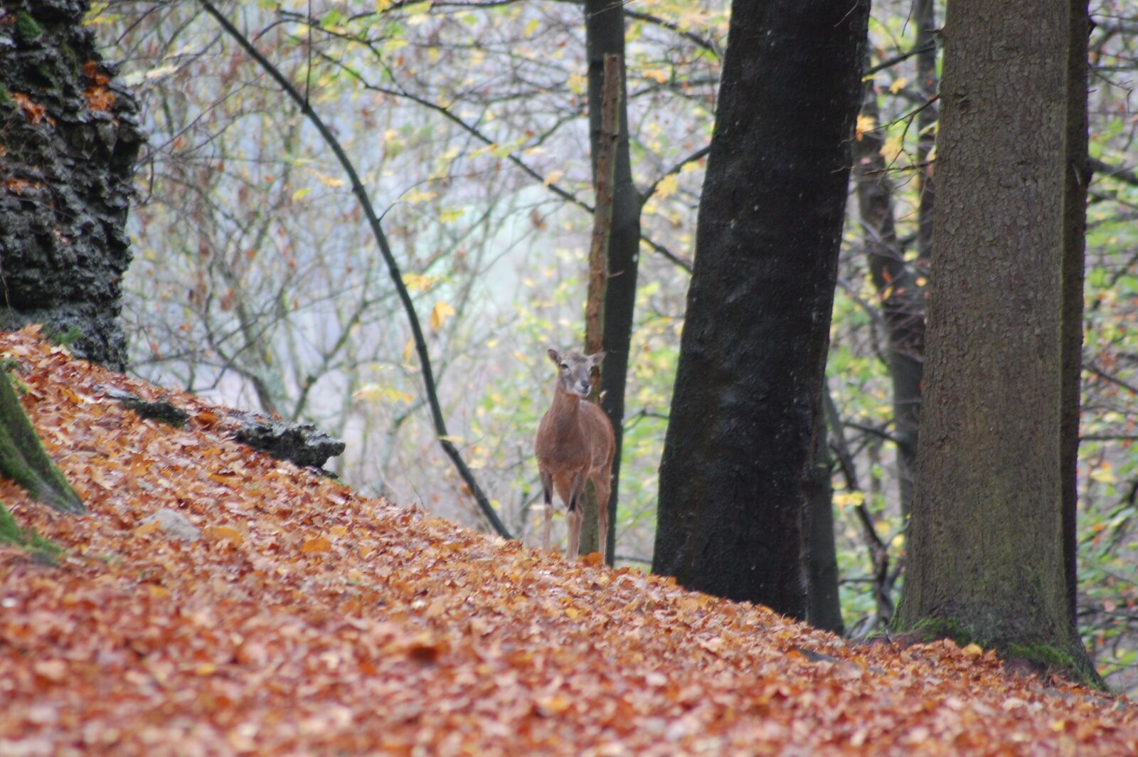 Nikon D40 sample photo. Roe deer, red deer photography