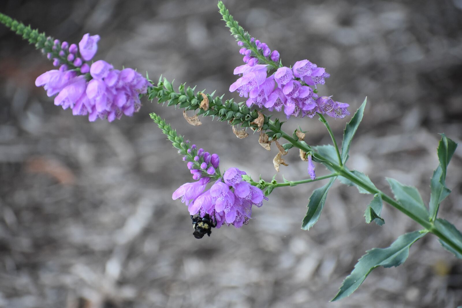 Nikon D3400 sample photo. Bee, pollen, nectar photography