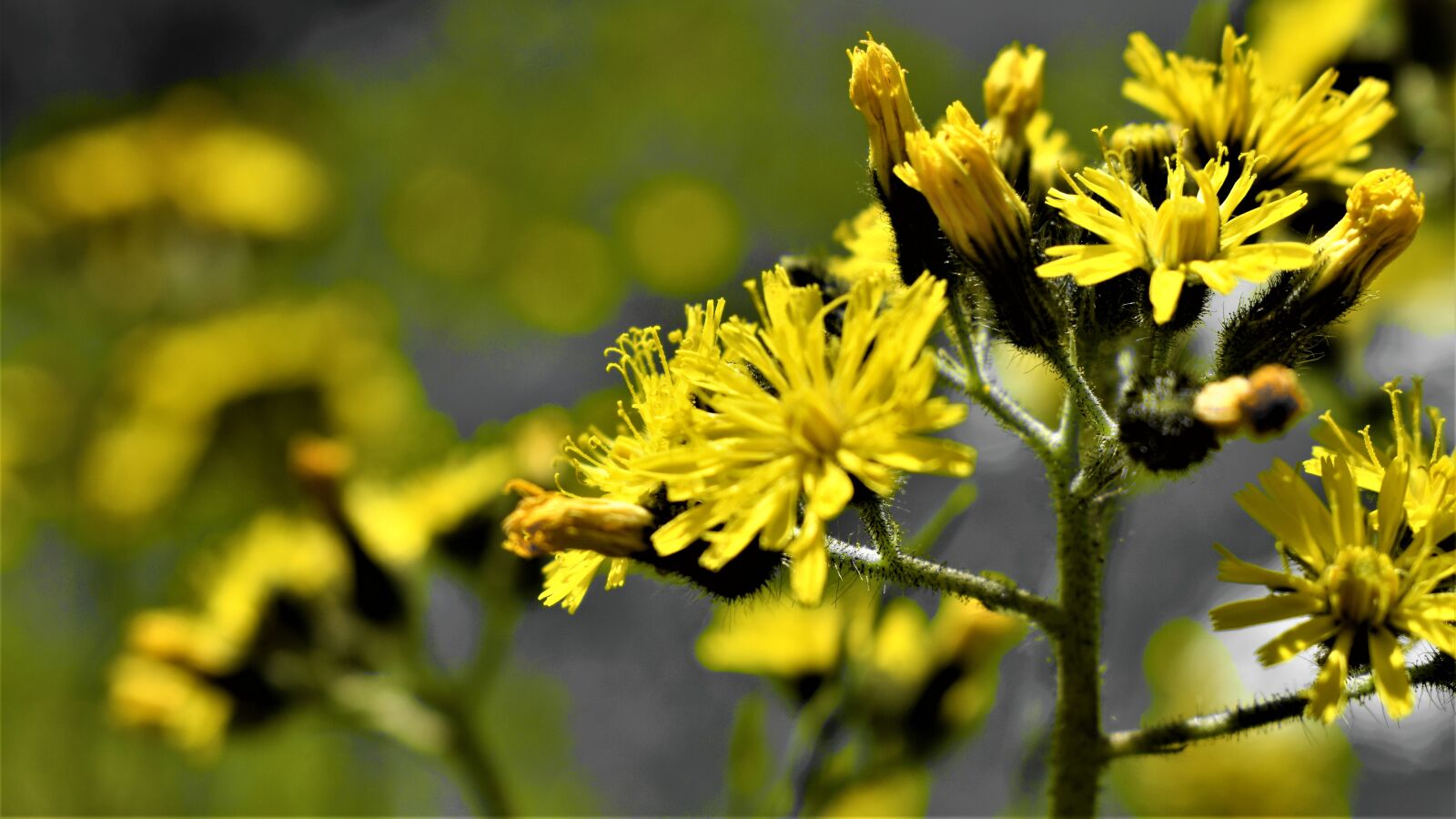 Nikon D3300 sample photo. Flowers, petals, stems photography