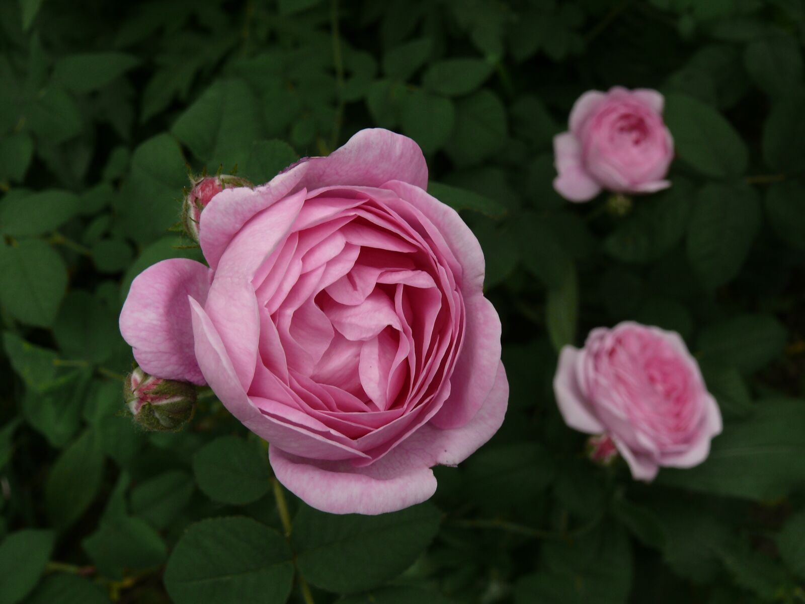 Panasonic DMC-FZ50 sample photo. Rose, flower, bloom photography