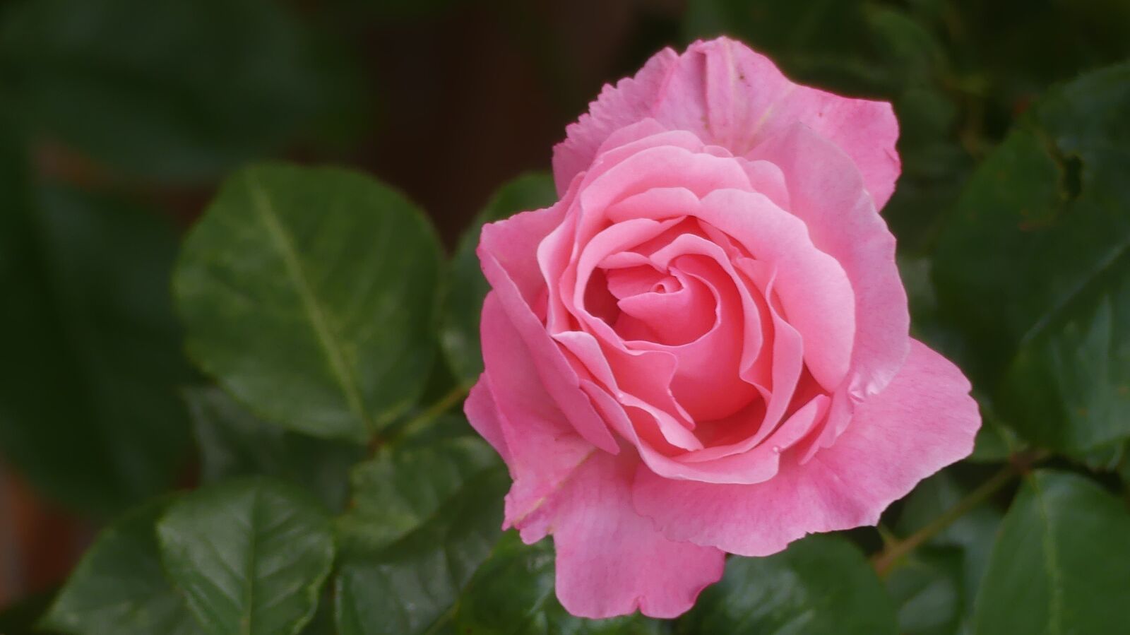 Panasonic Lumix DMC-FZ300 sample photo. Rose, garden, flower photography