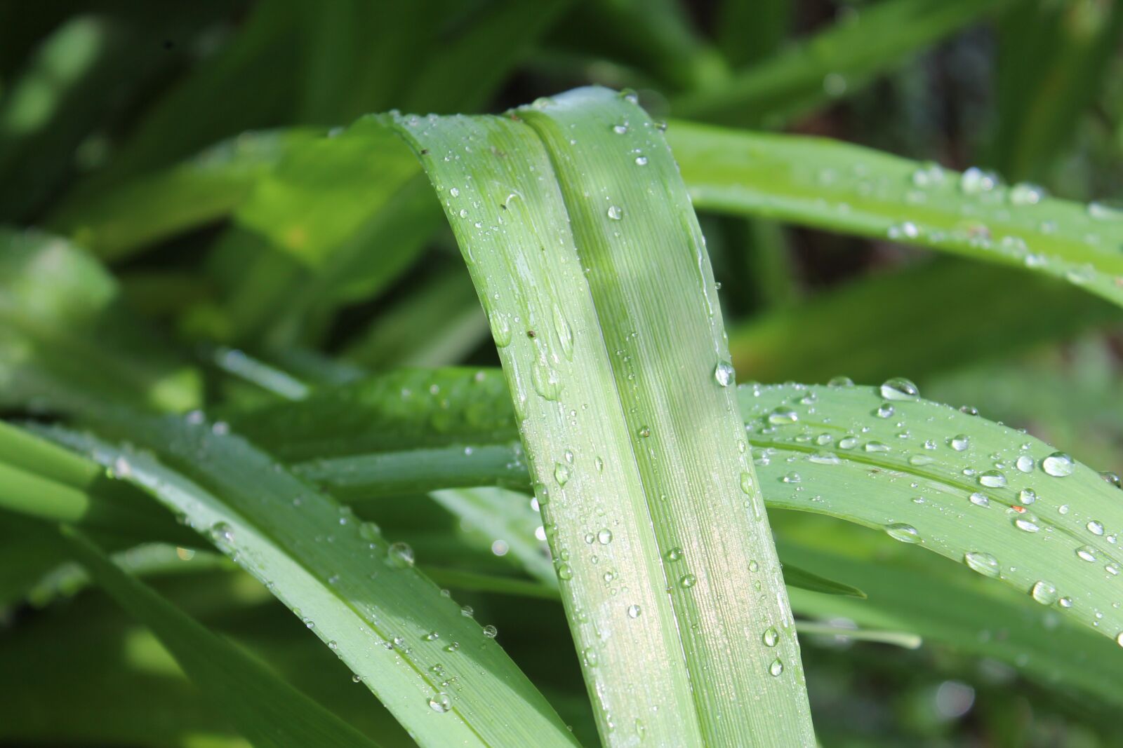 Canon EOS 1100D (EOS Rebel T3 / EOS Kiss X50) sample photo. Green, drop of water photography
