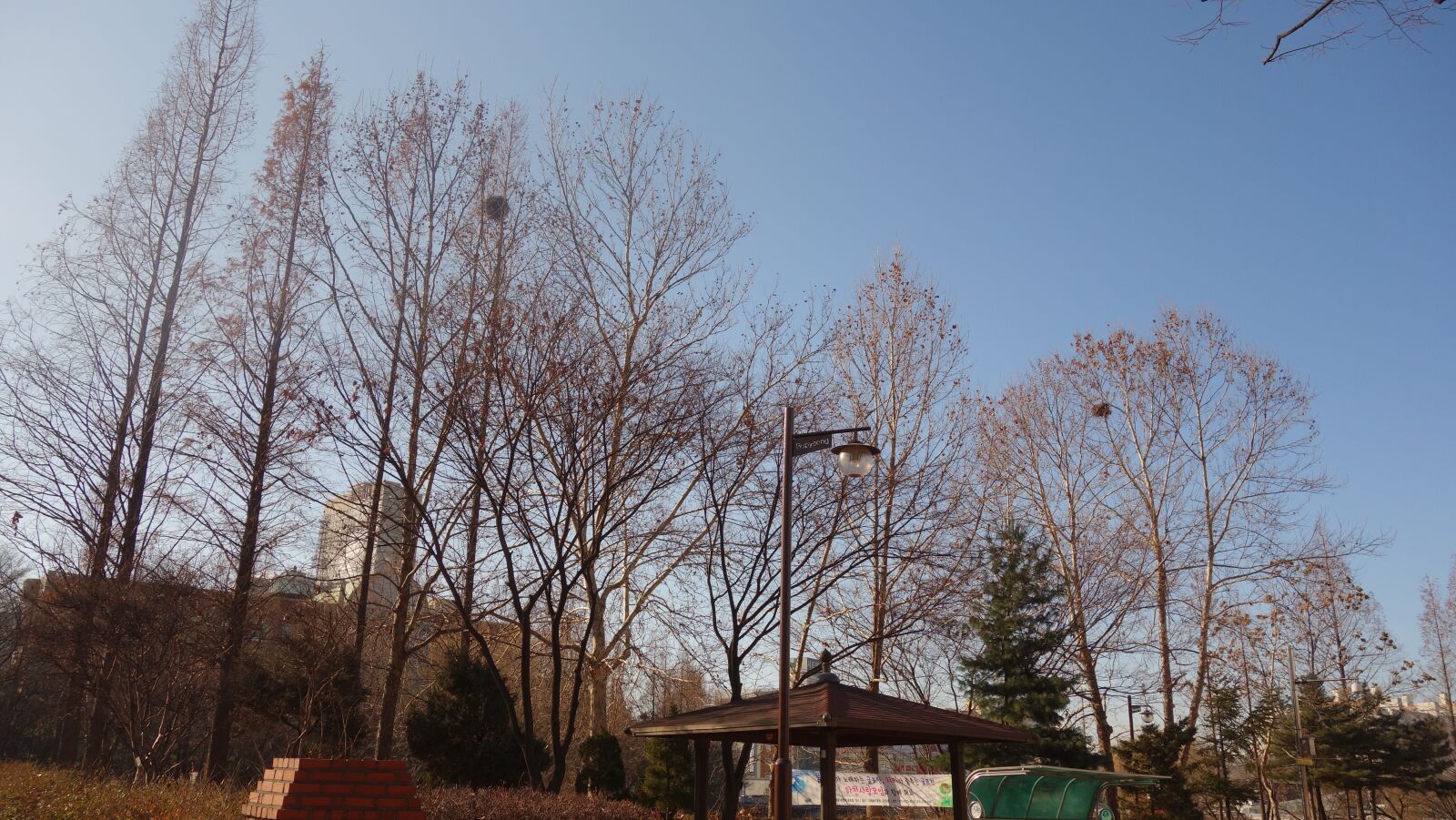 Sony Cyber-shot DSC-RX100 sample photo. South korea, tree, korea photography