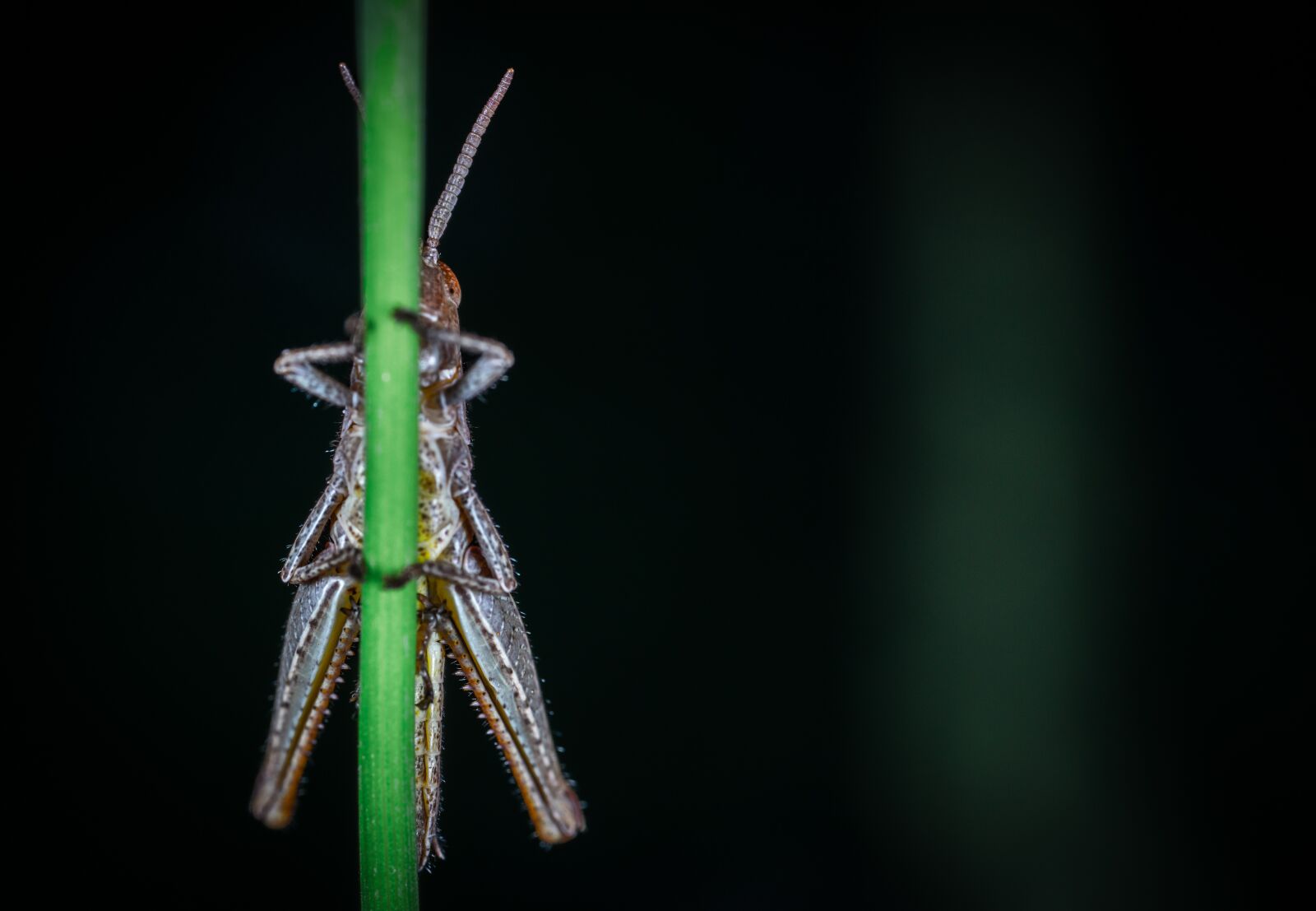 #124 65/2.8 sample photo. Insect, nature, no one photography