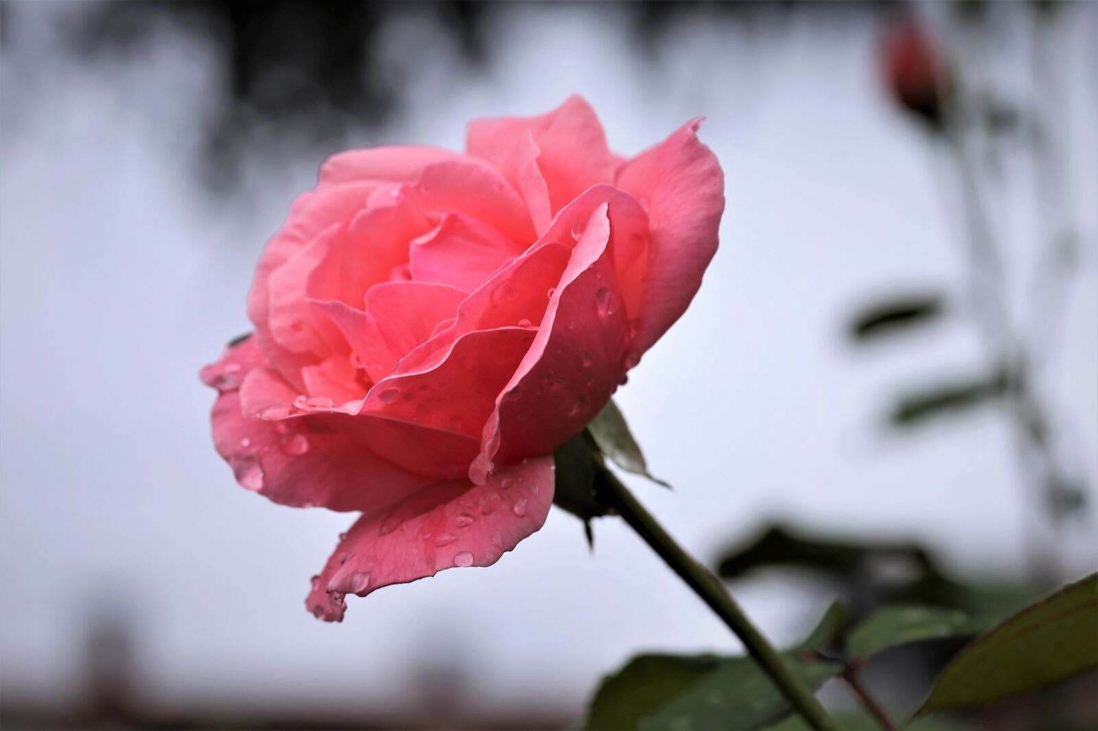 Canon EOS 6D + Canon EF 100mm F2.8 Macro USM sample photo. Pink rose, after rain photography