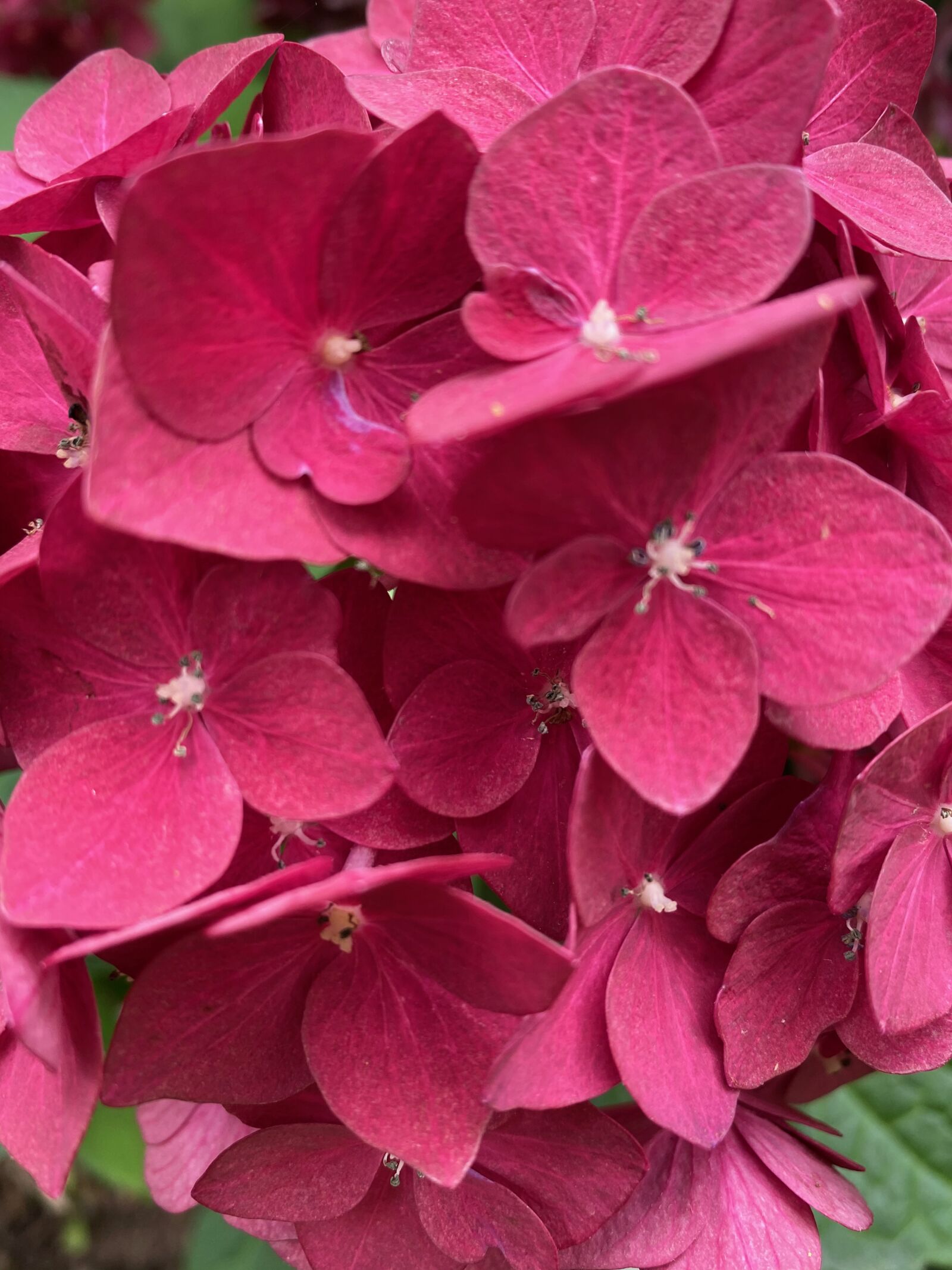 Apple iPhone 11 sample photo. Hydrangea, flower, summer photography