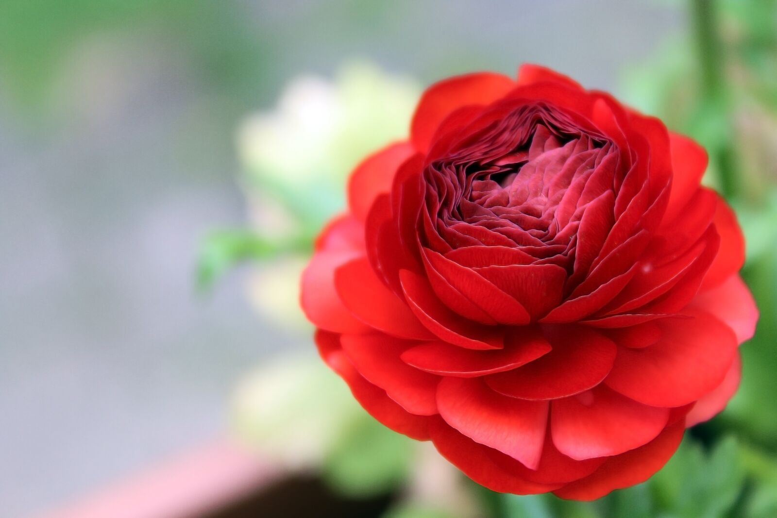 Canon EOS 1200D (EOS Rebel T5 / EOS Kiss X70 / EOS Hi) sample photo. Ranunculus, blossom, bloom photography