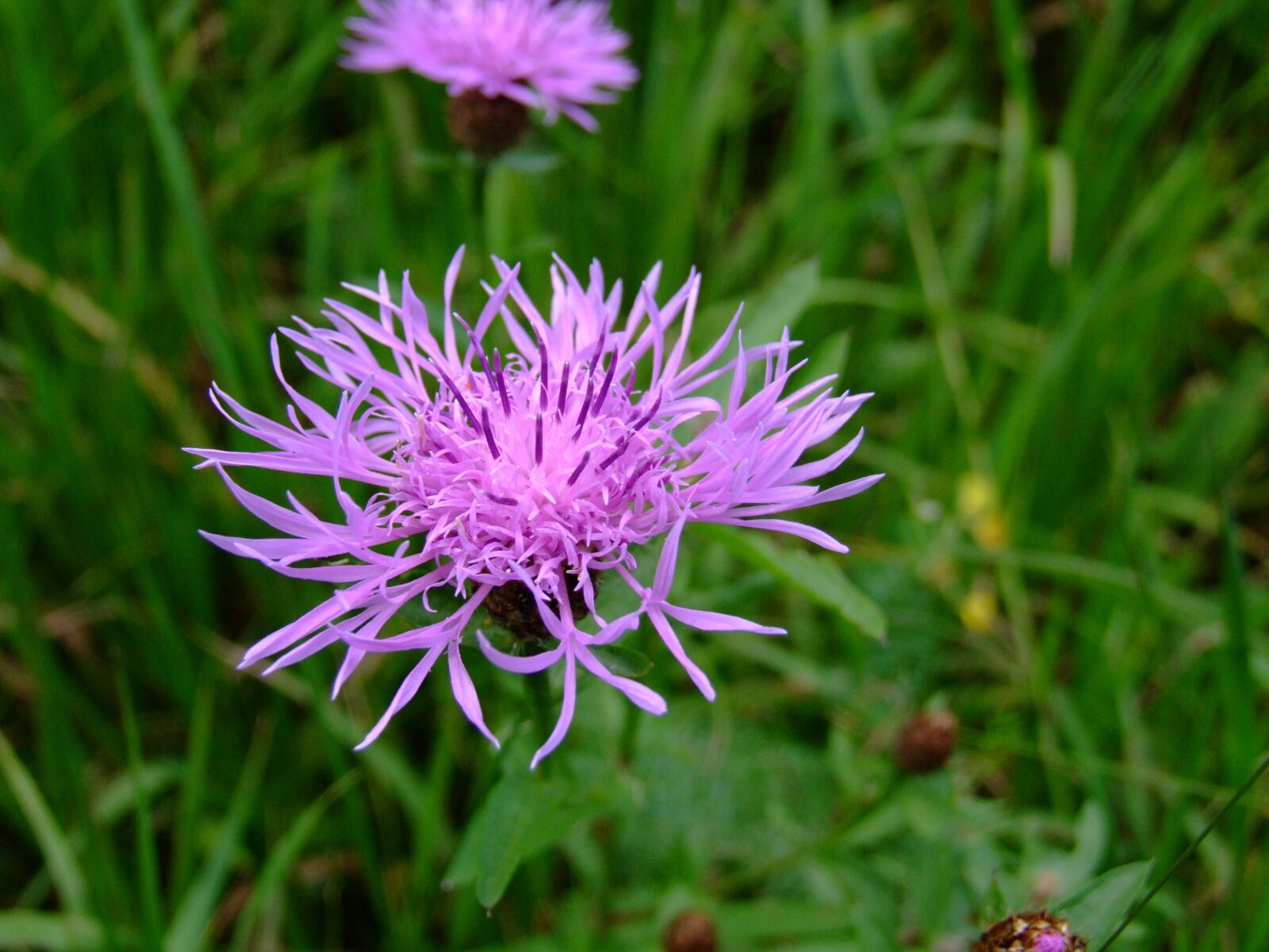 Fujifilm FinePix S9600 sample photo. Flower, grass, meadow photography
