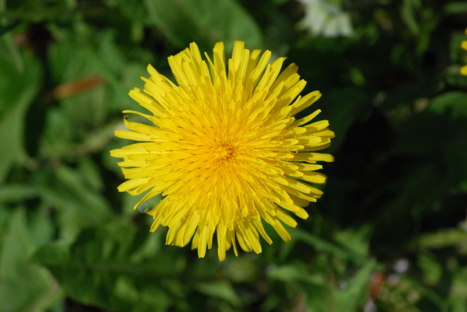 Nikon D60 sample photo. Nature, plant, flower photography
