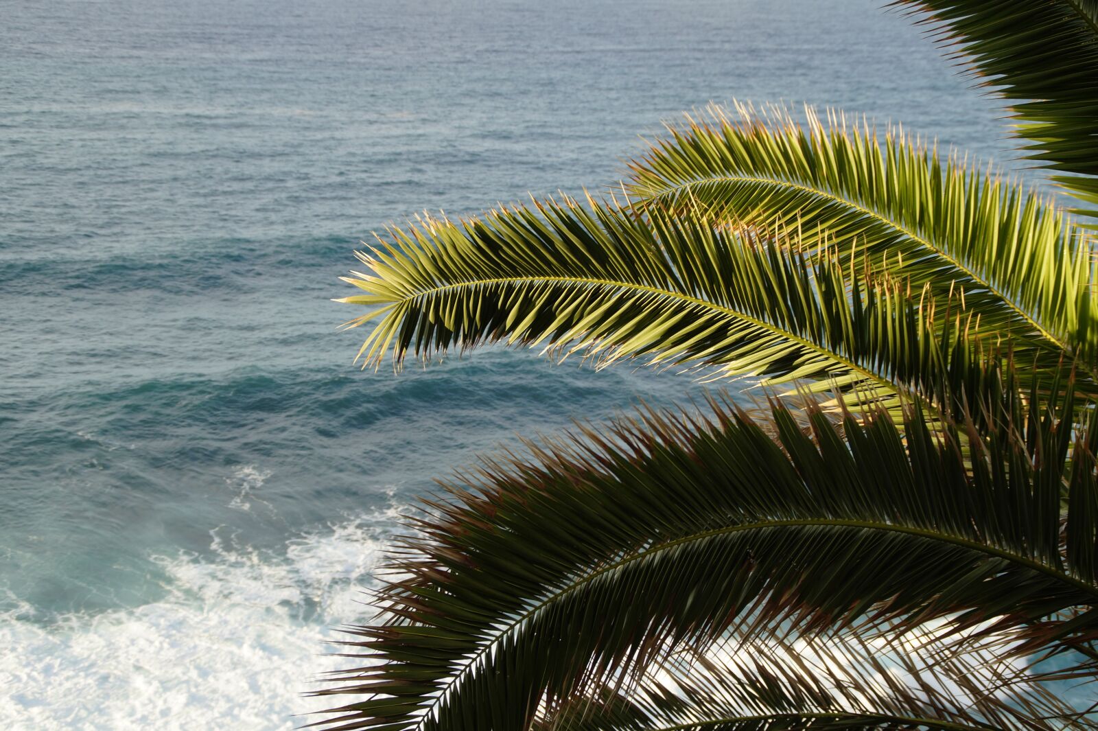 Sony SLT-A58 sample photo. Leaves, mediterranean, pinnate photography