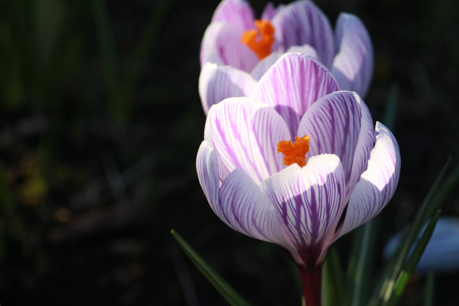 Canon EOS 500D (EOS Rebel T1i / EOS Kiss X3) sample photo. Crocus in bloom, flower photography