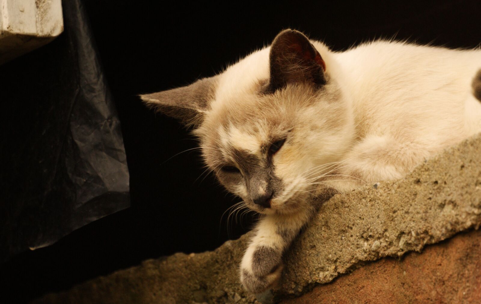 Sony Alpha DSLR-A390 sample photo. Nature, animal, domestic cat photography