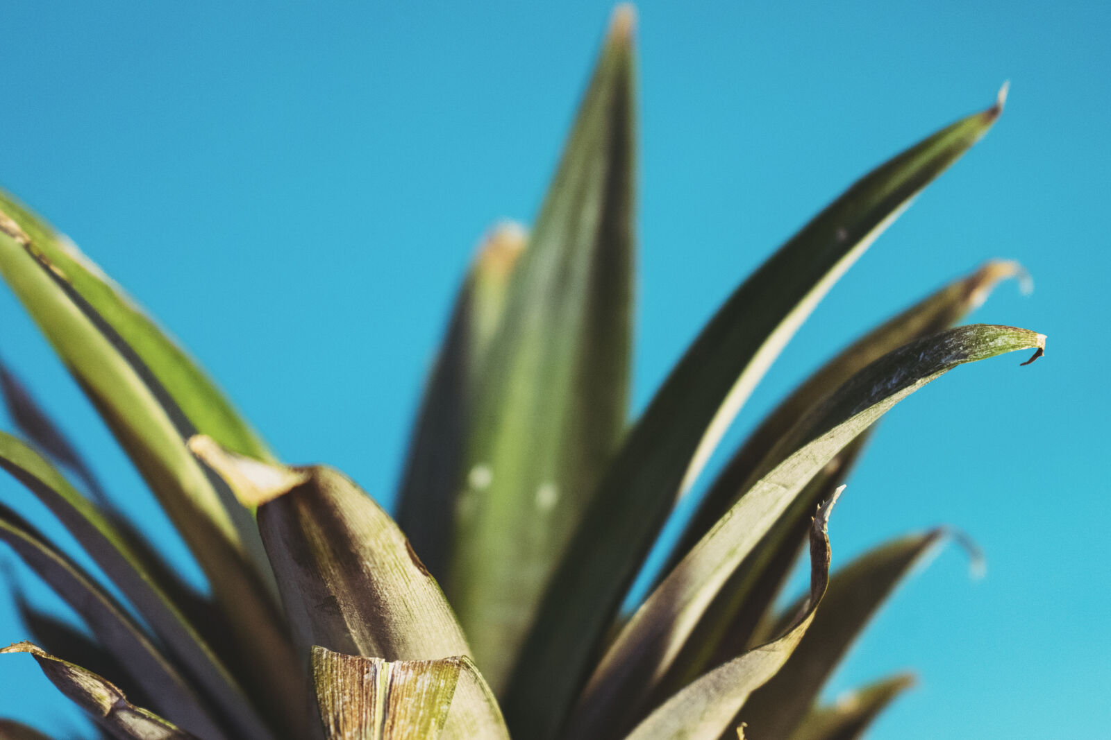 Sony a7 II + Sony FE 28-70mm F3.5-5.6 OSS sample photo. Green, leaf photography
