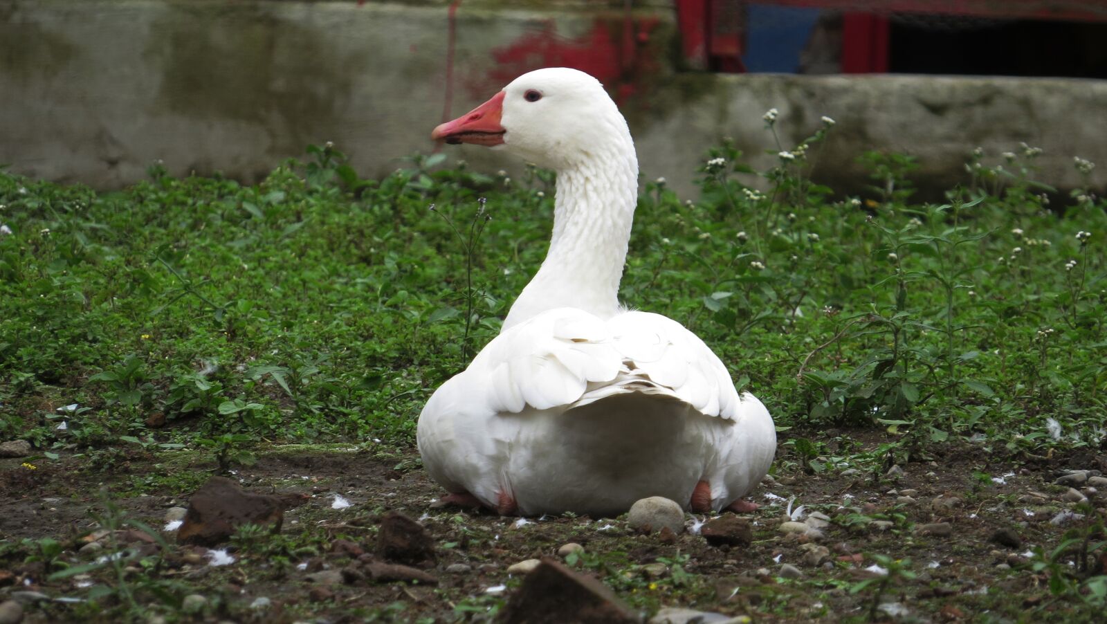 Canon PowerShot SX50 HS sample photo. Nature, birds, animalia photography