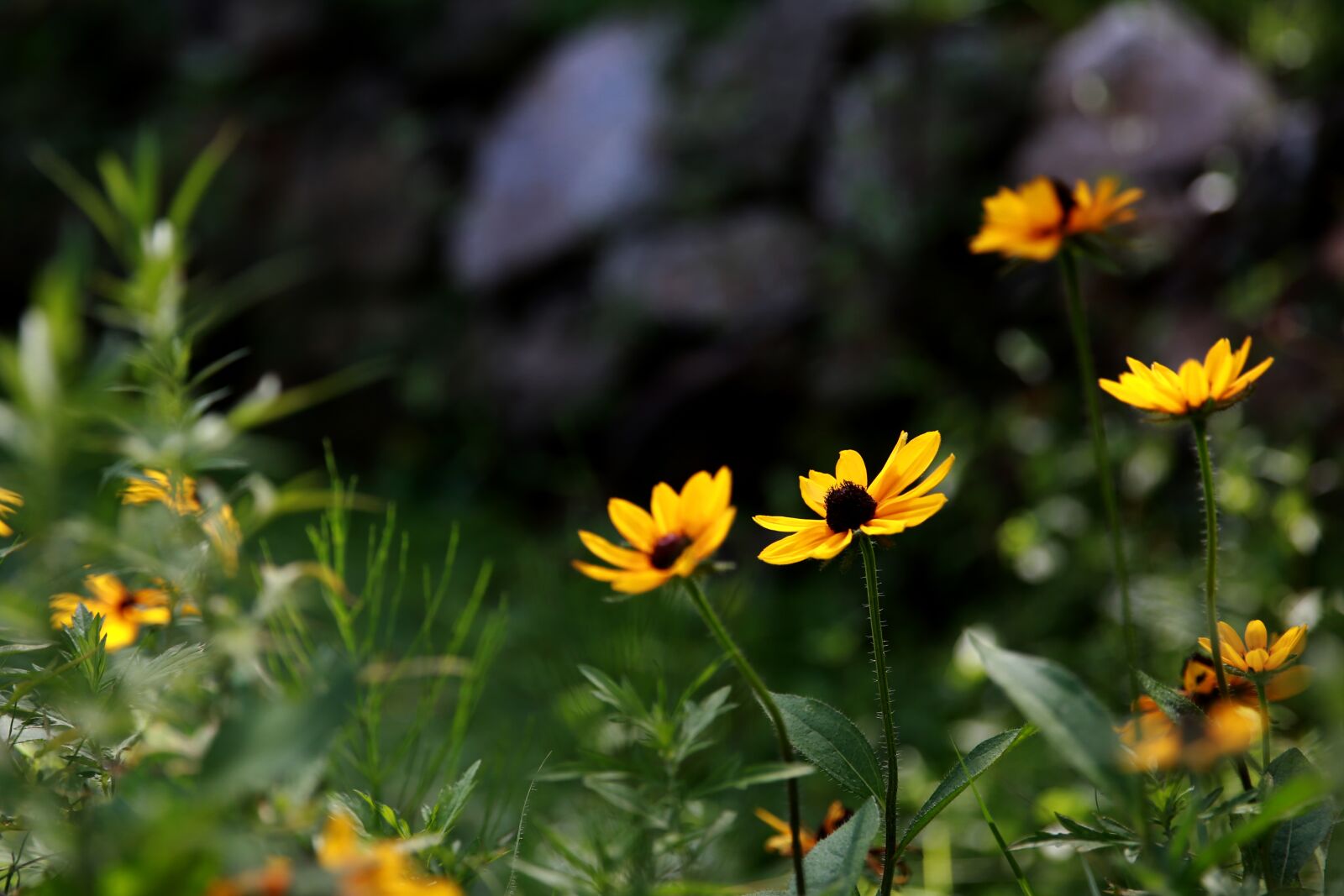 Canon EF 24-70mm F2.8L II USM sample photo. Flowers, yellow flower, flower photography
