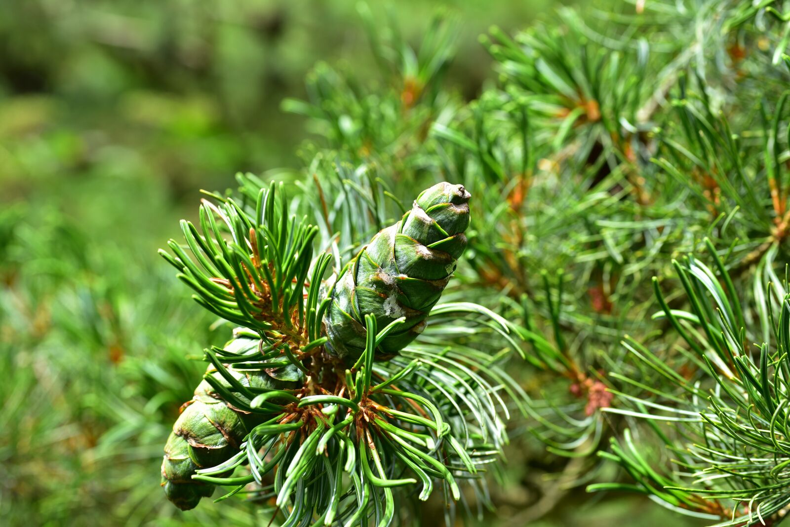Nikon D750 sample photo. Fir tree, tannenzweig, pine photography