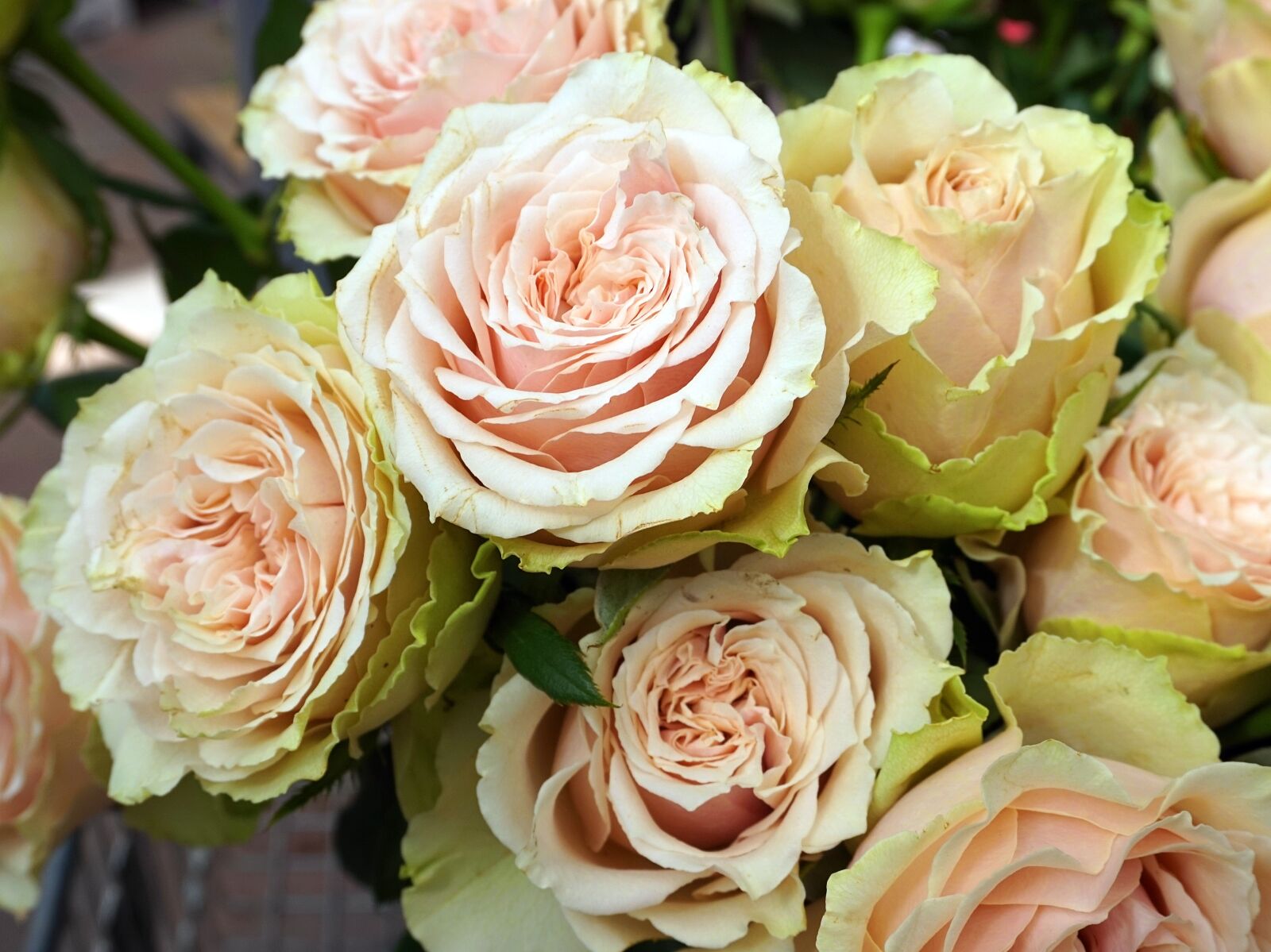 Sony Alpha a5000 (ILCE 5000) sample photo. Roses, flowers, white photography