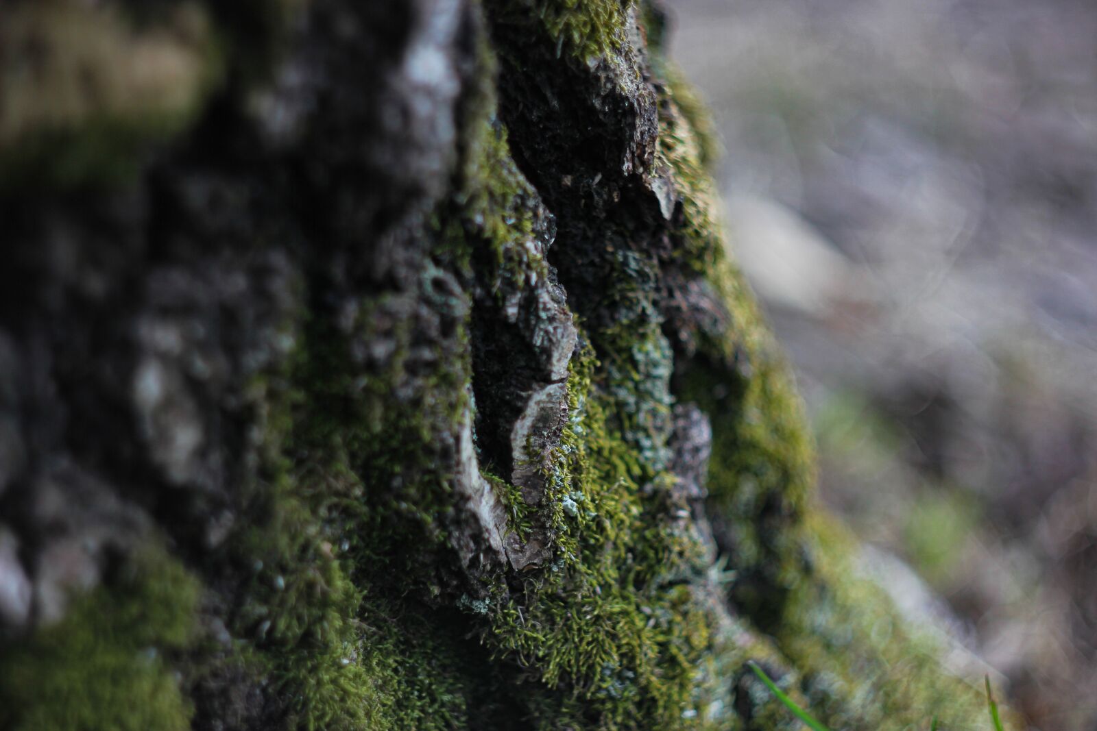 Canon EOS 550D (EOS Rebel T2i / EOS Kiss X4) sample photo. Tree, moss, bark photography