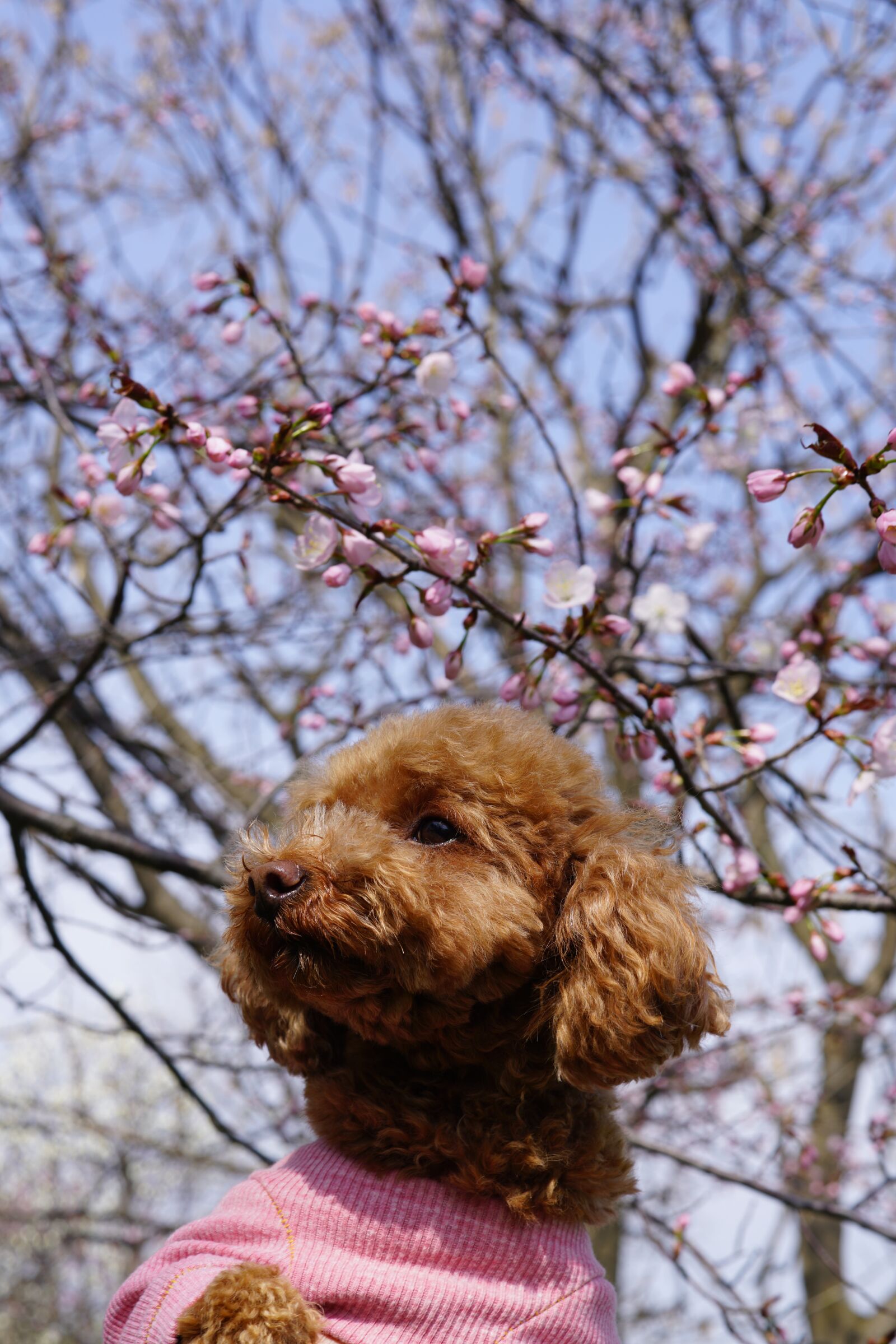 Sony a99 II sample photo. Dog, cherry blossoms, toy photography