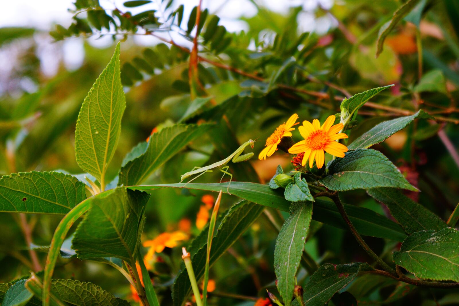 Sony Alpha a3000 sample photo. El salvador, garden, insect photography