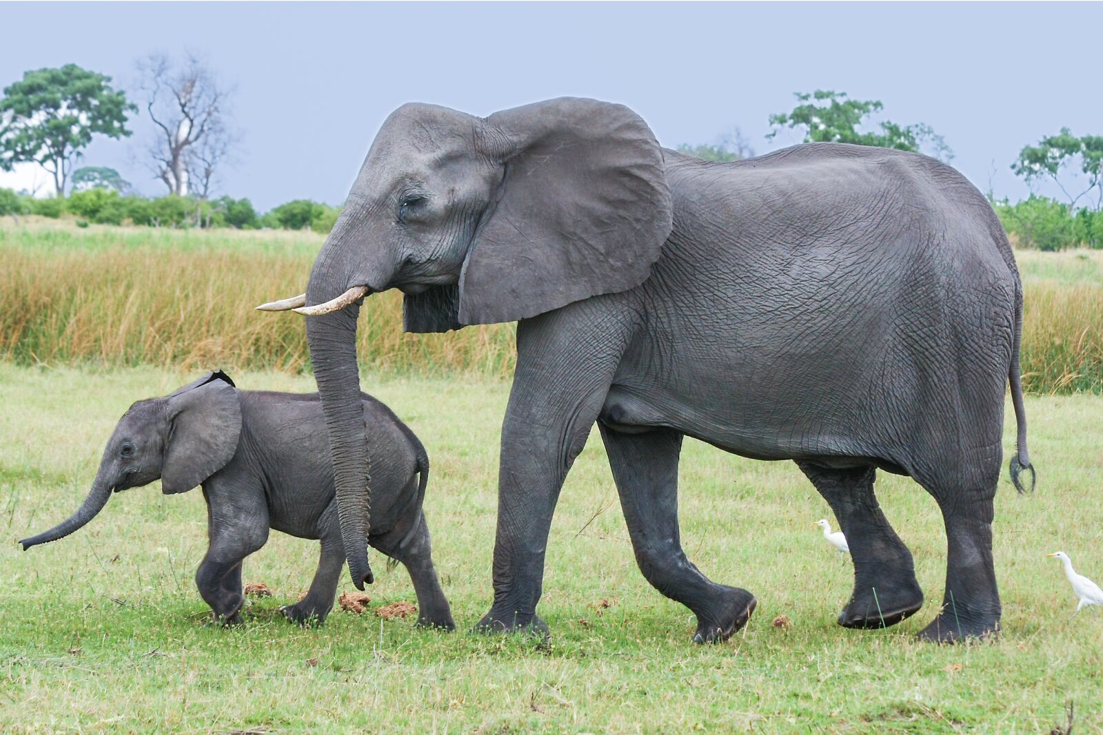 Canon EOS 40D sample photo. Elephant, africa, african bush photography