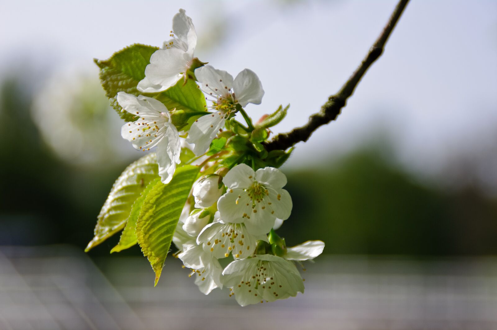 Tamron AF 18-200mm F3.5-6.3 XR Di II LD Aspherical (IF) Macro sample photo. Blossom, bloom, white photography
