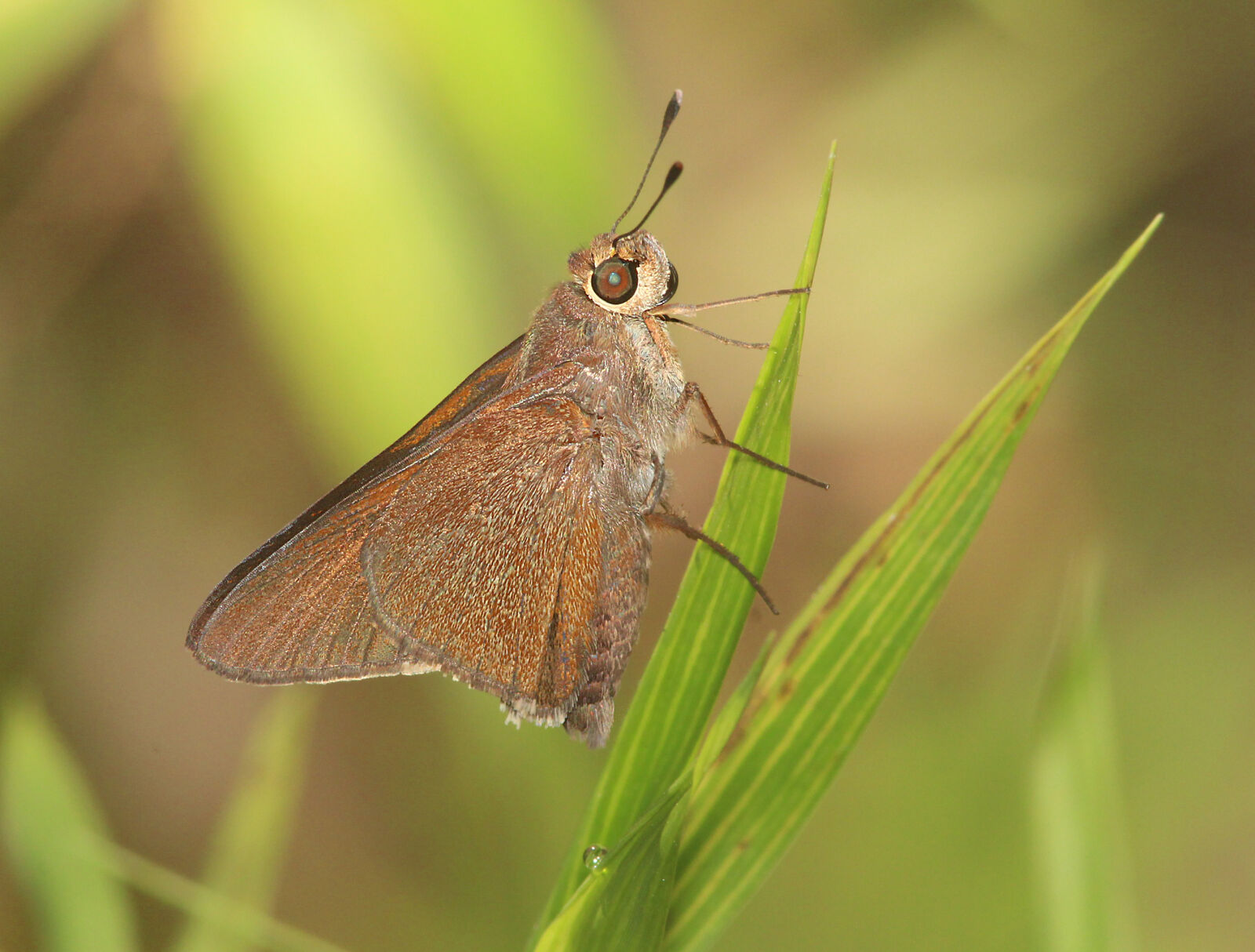 Canon EF 300mm F4L IS USM sample photo