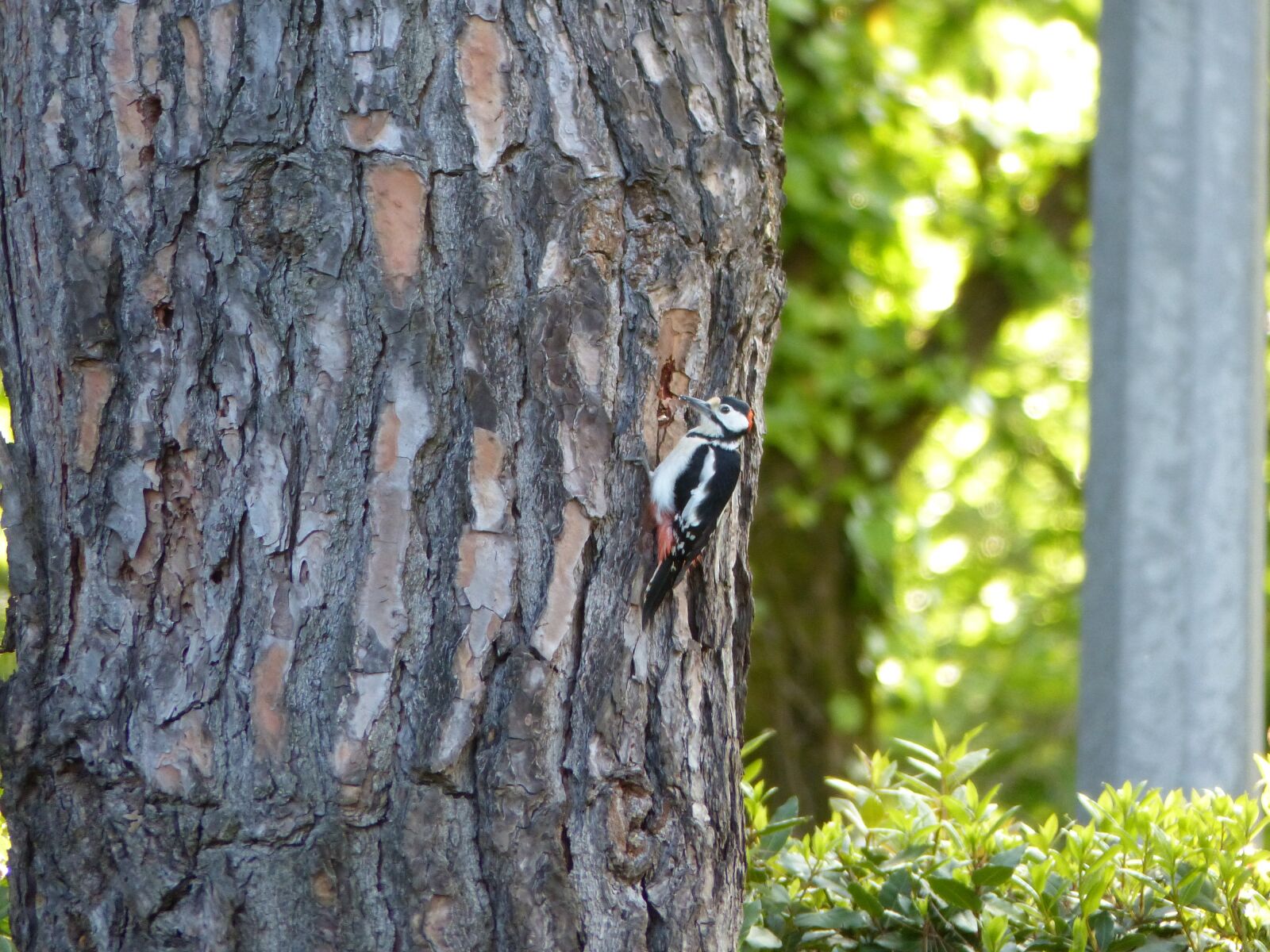 Panasonic Lumix DMC-FZ200 sample photo. Woodpecker, tree, versilia photography