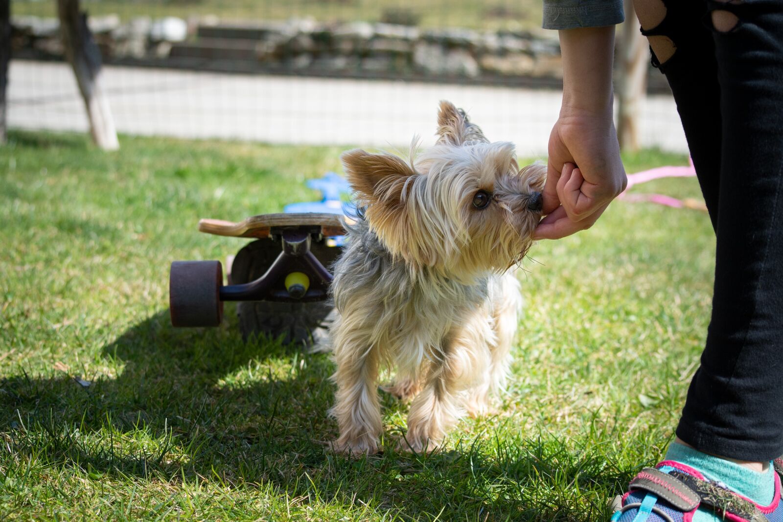 Nikon D7100 sample photo. Dog, small, dog training photography