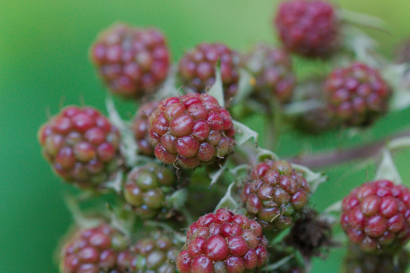 Canon EOS 70D sample photo. Fruit, nature, food photography