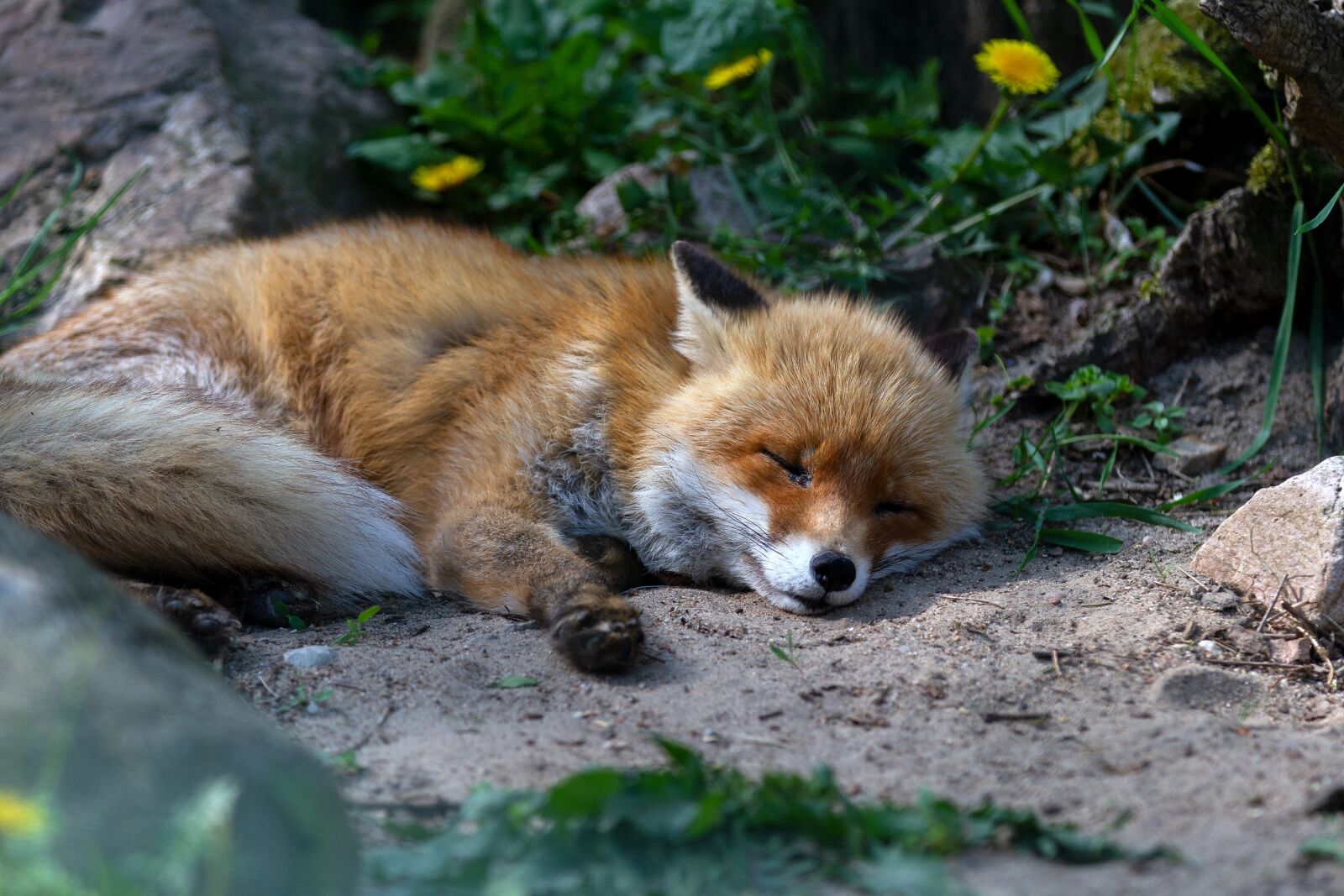 Canon EOS 7D sample photo. Red fox, animal, mammal photography