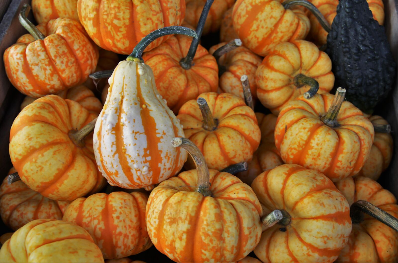 Canon EOS 80D sample photo. Pumpkins, yellow, in the photography