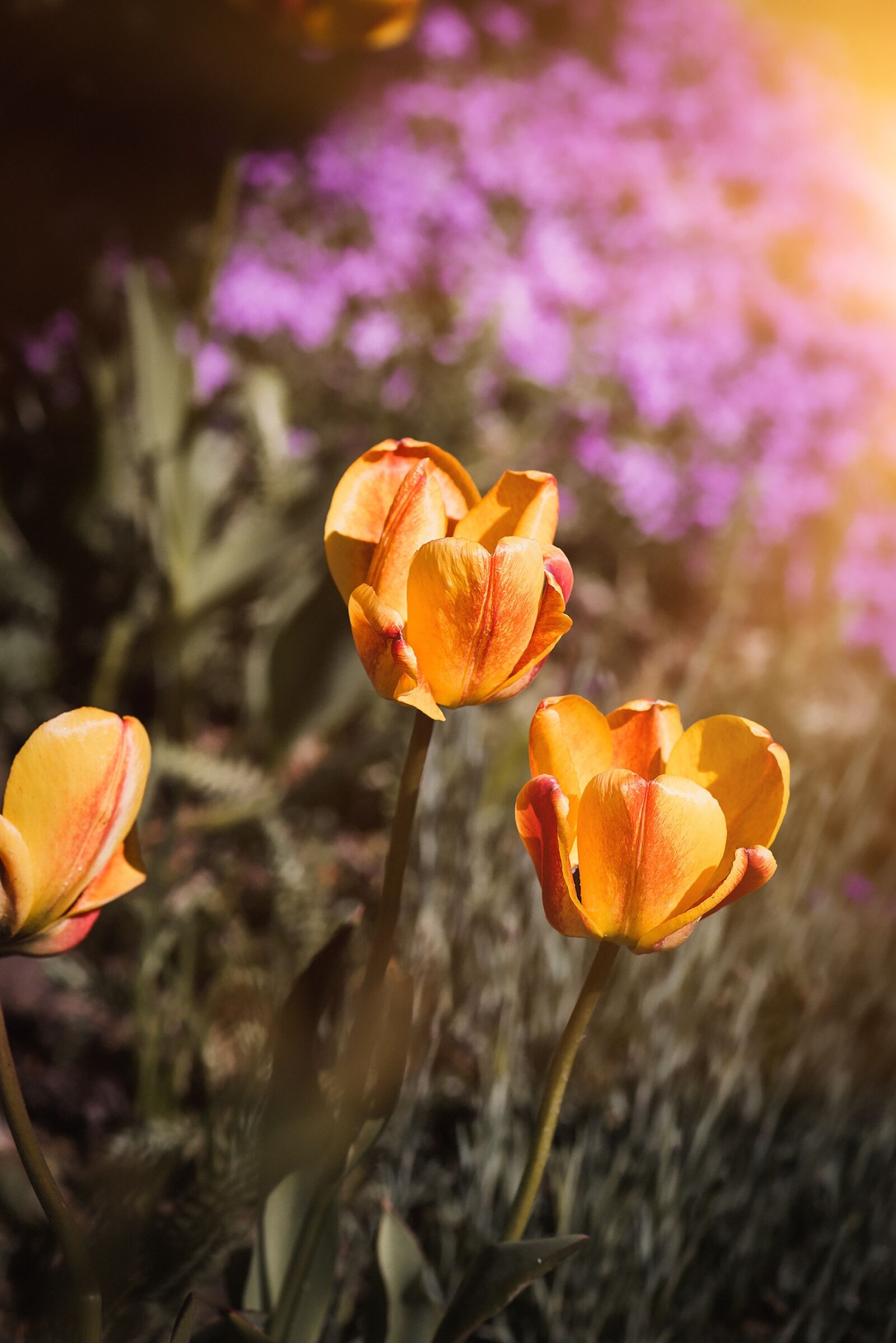 Nikon D750 sample photo. Tulips, flowers, orange photography