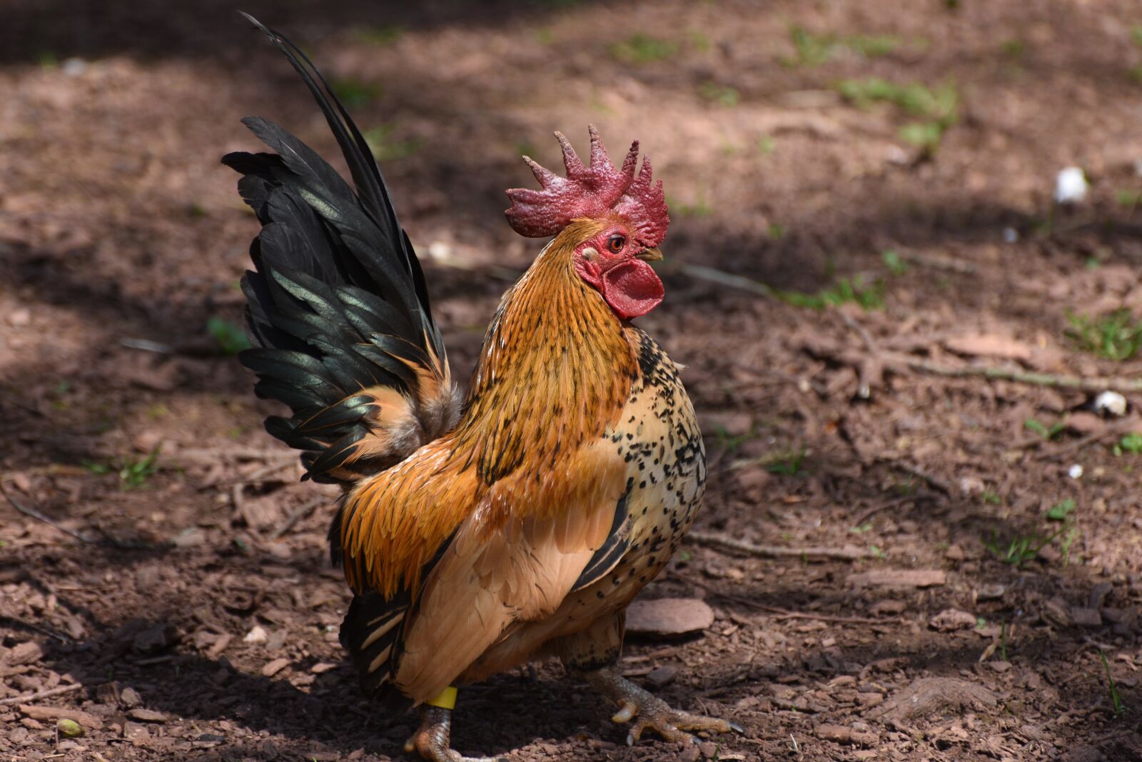 Nikon D3400 sample photo. Chicken, hen, animal photography