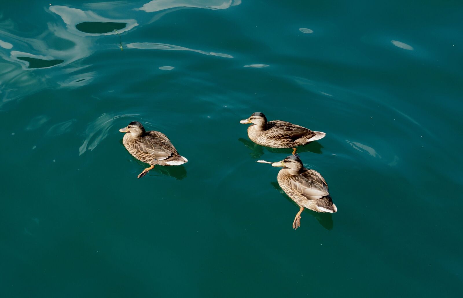 Canon PowerShot G7 X Mark II sample photo. Ducks, waterfowl, water bird photography