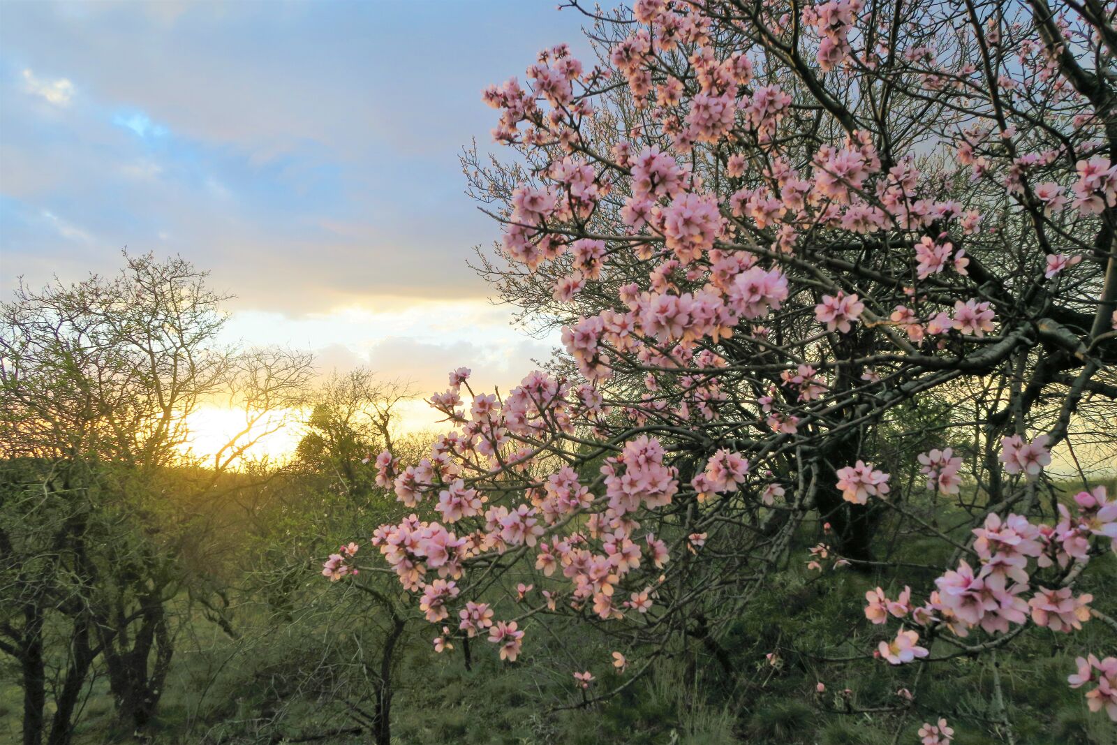 Canon PowerShot G7 X sample photo. Flowers, nature, sunset photography