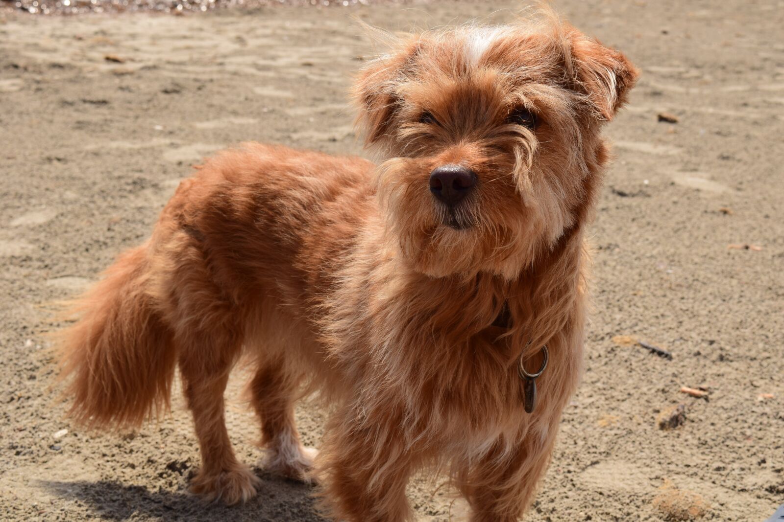 Nikon D3300 sample photo. Dog, small dog, vacations photography