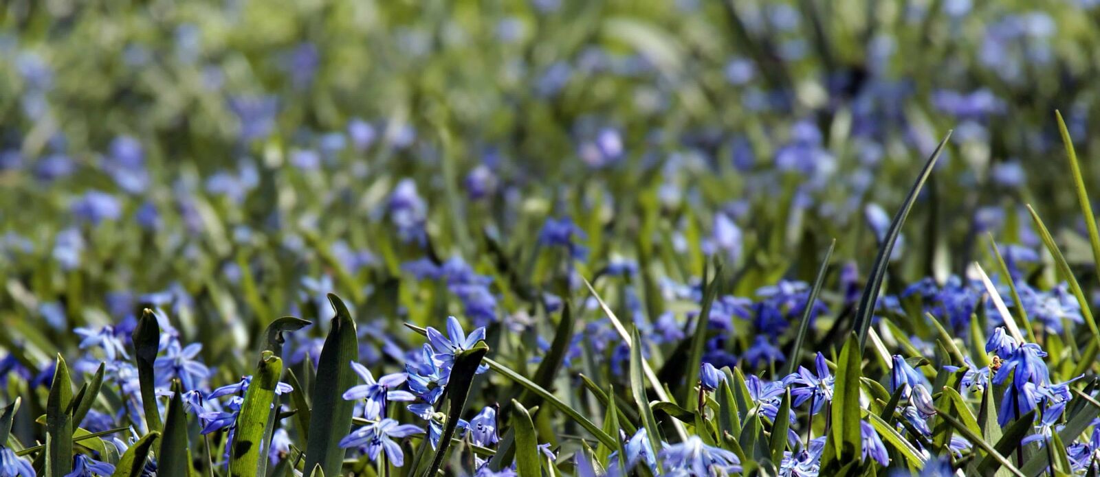 Canon EOS 100D (EOS Rebel SL1 / EOS Kiss X7) sample photo. Green grass, field, leaf photography