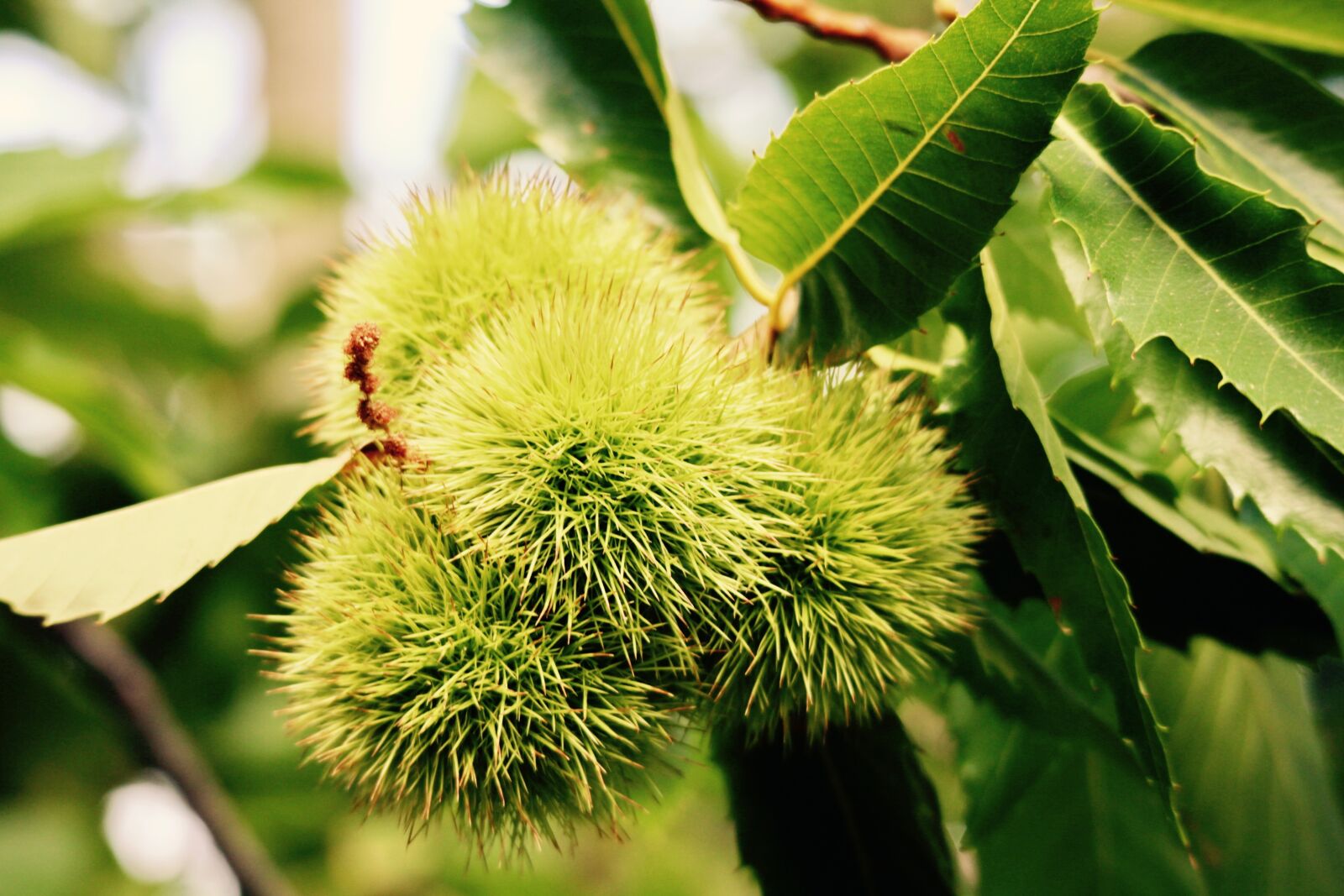 Canon EOS M sample photo. Autumn, chestnut, curly photography